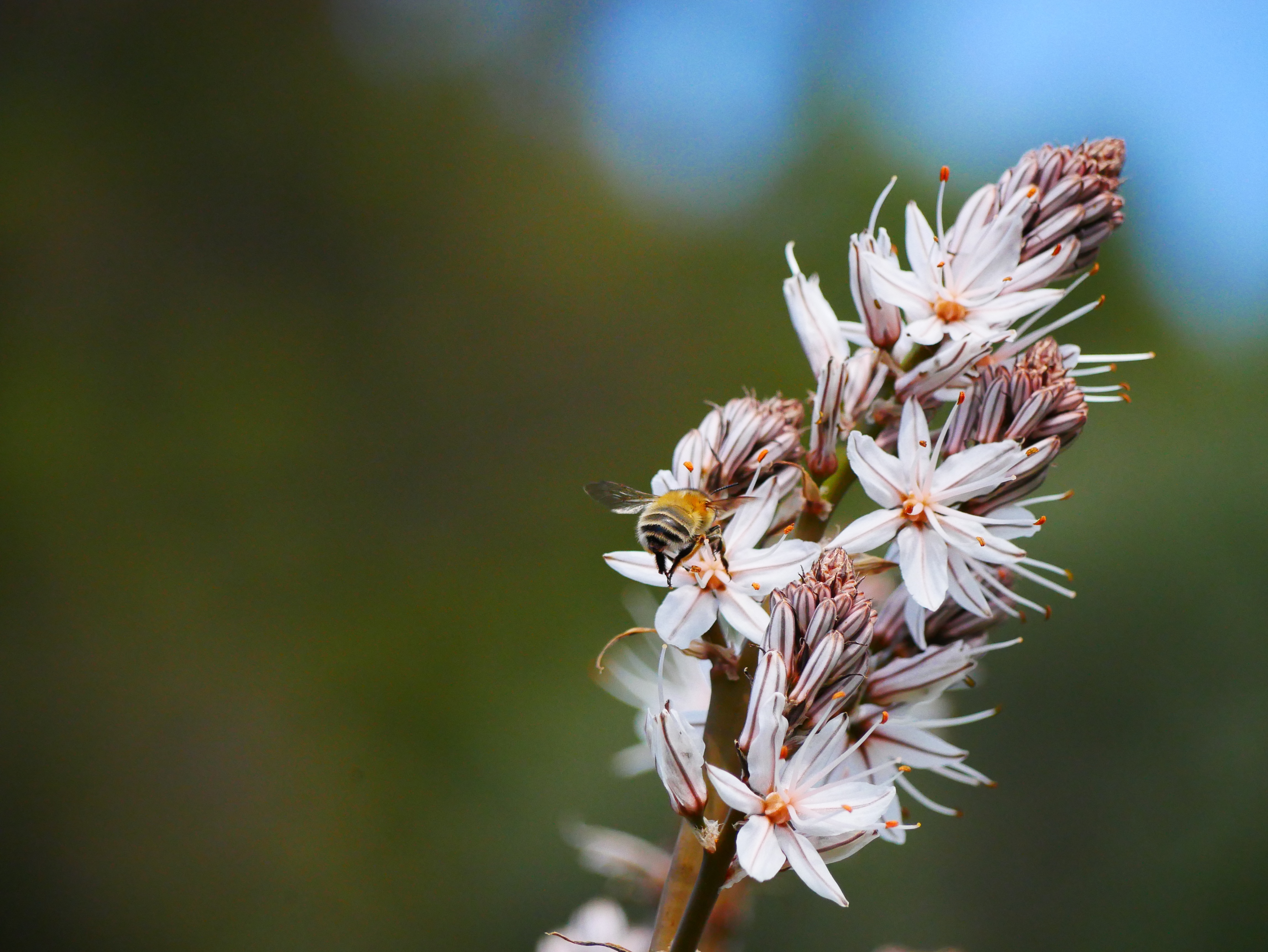 Branched Asphodel , HD Wallpaper & Backgrounds