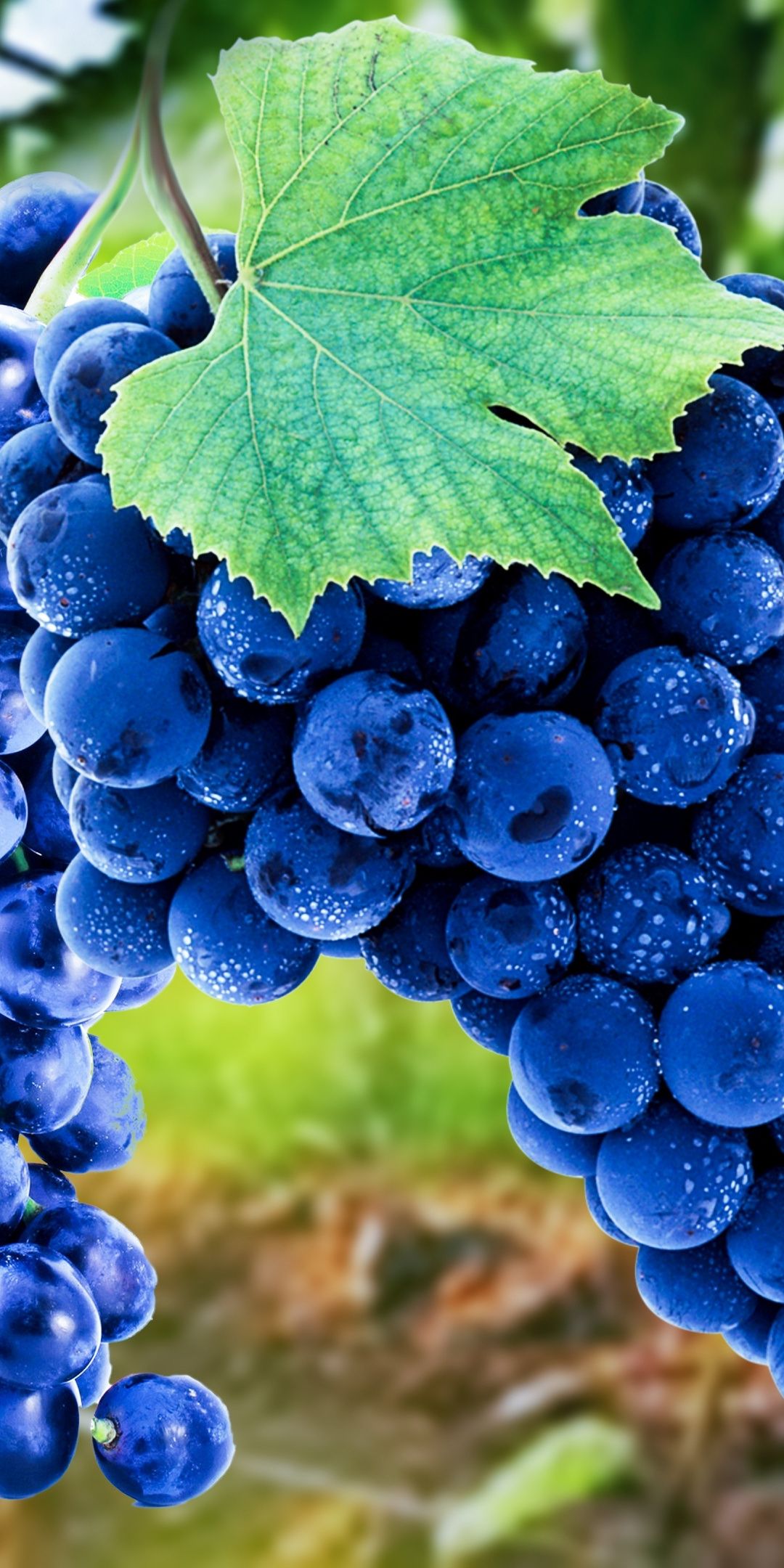 Grapes Wallpaper For Mobile , HD Wallpaper & Backgrounds