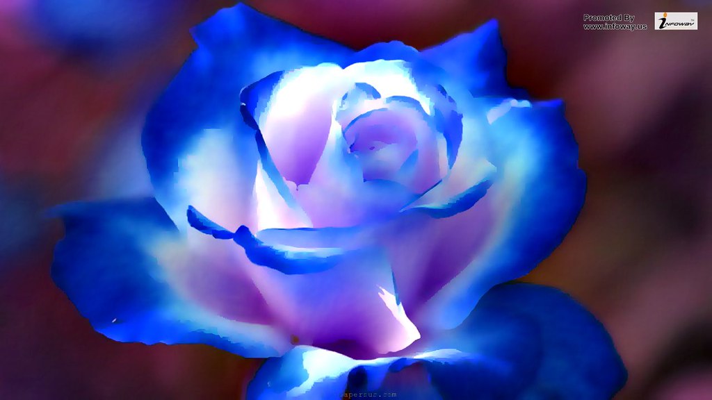 Rose Most Beautiful Flower , HD Wallpaper & Backgrounds