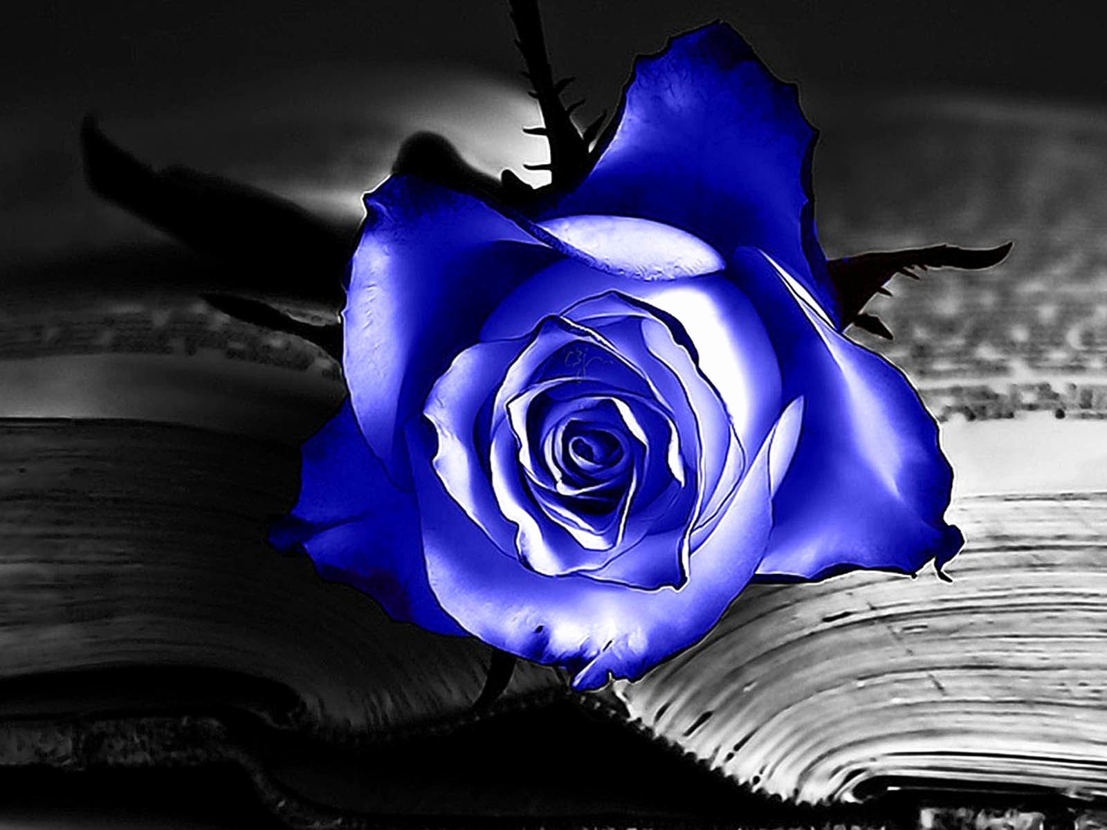 High Resolution Blue Rose , HD Wallpaper & Backgrounds