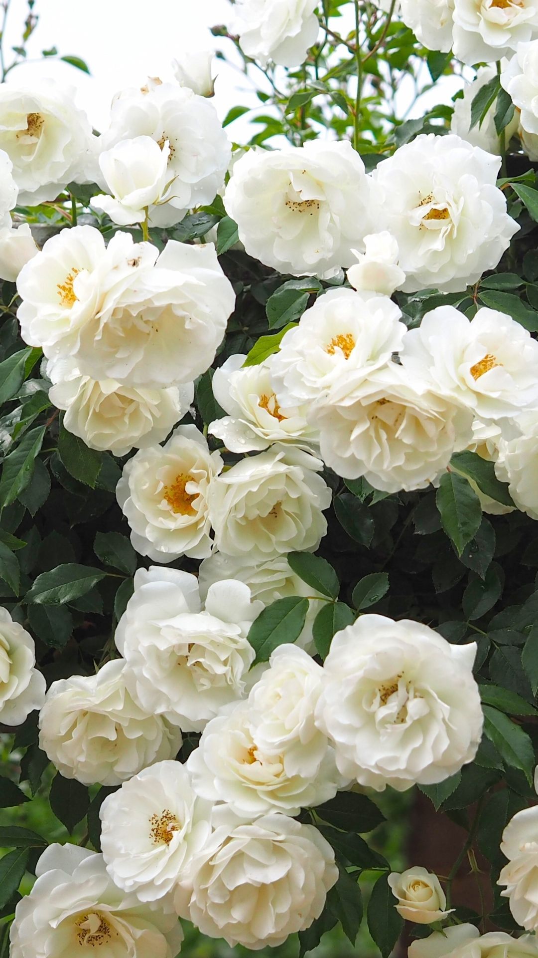 White Climbing Rose , HD Wallpaper & Backgrounds