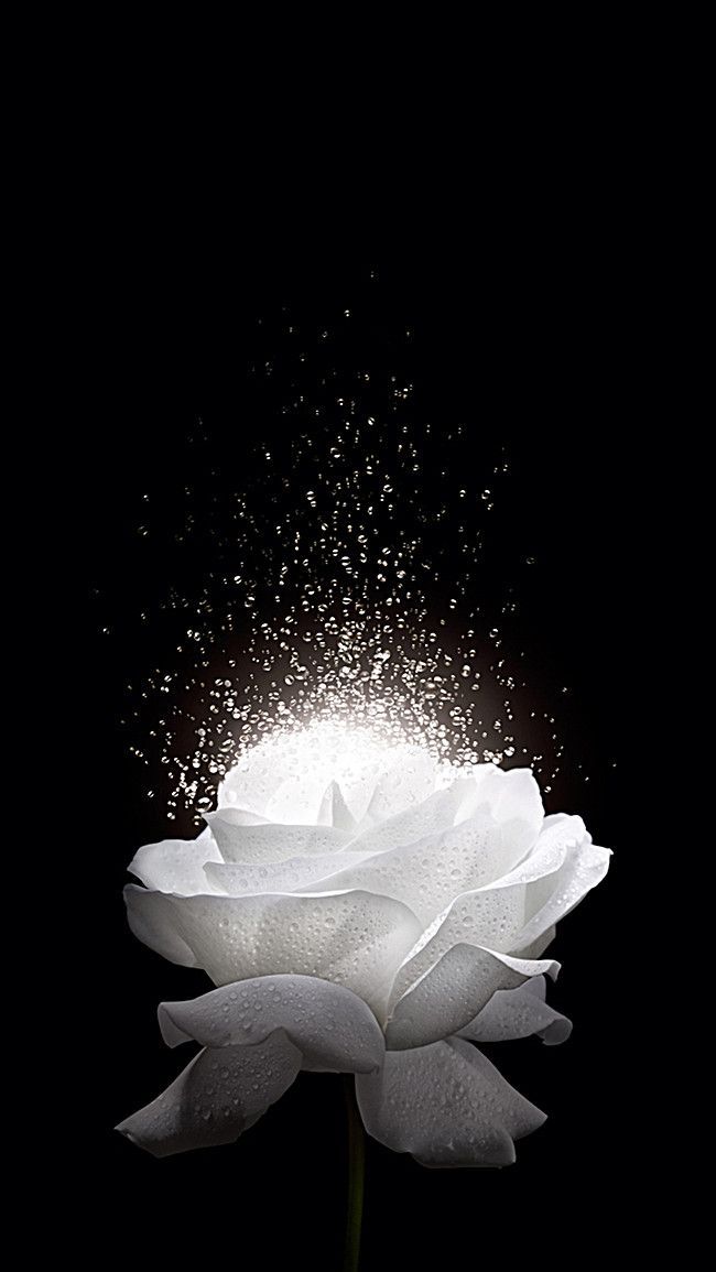 White Rose Wallpaper - Flower With Black Background , HD Wallpaper & Backgrounds