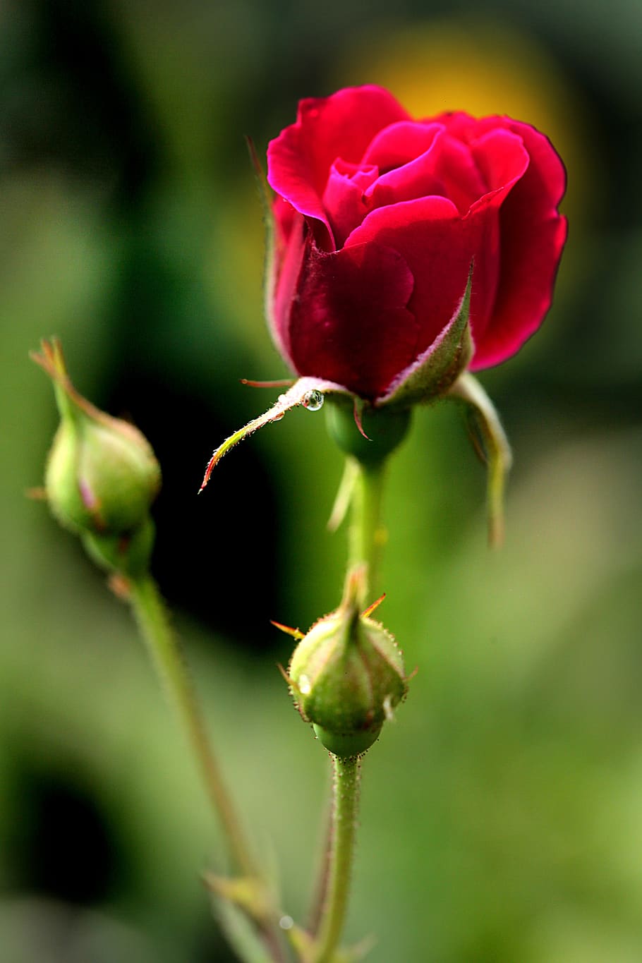 Flowers, Rose, Love, Romantic, Pink, Romance, Orange, - Love Rose Image Hd , HD Wallpaper & Backgrounds
