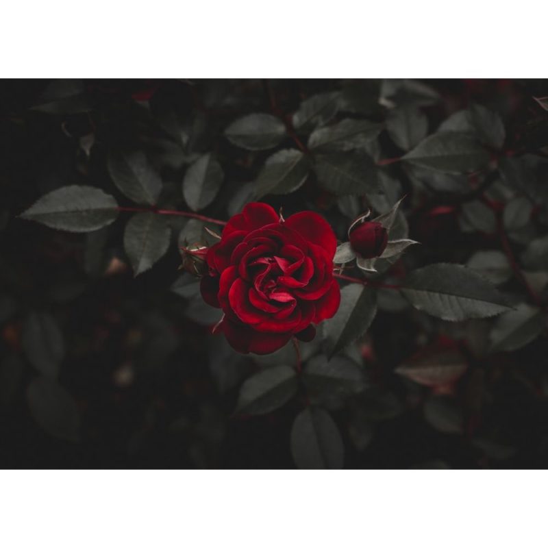 Rose Wallpapers - Ipad Pro Ipad Wallpaper Rose , HD Wallpaper & Backgrounds