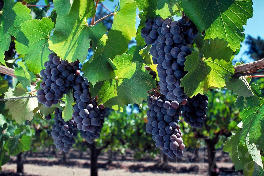 Grapes Plant Images Free Download , HD Wallpaper & Backgrounds