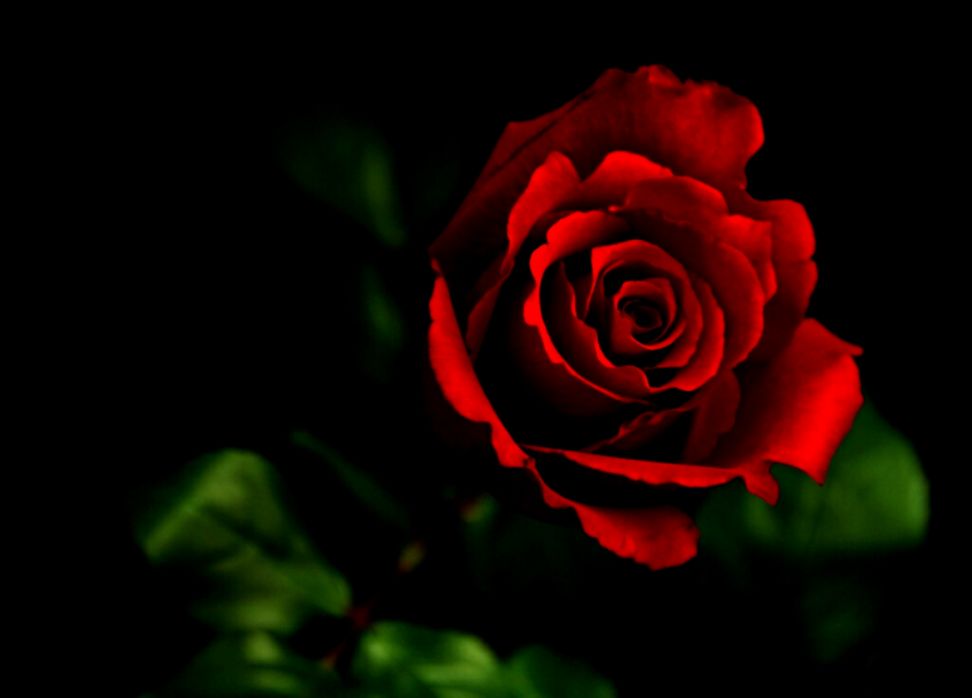 Red Rose Wallpapers Red Flowers Hd Pictures One Hd - Red Rose Wallpaper Hd 3d , HD Wallpaper & Backgrounds