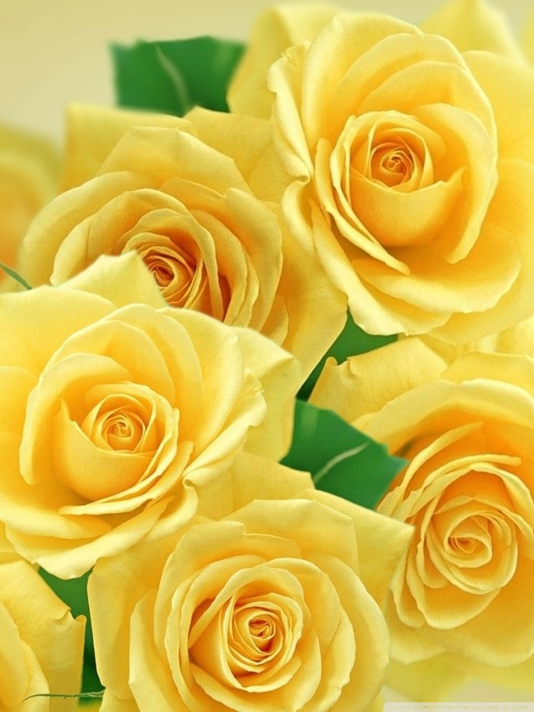 Yellow Rose Wallpaper - Yellow Rose Wallpaper Hd , HD Wallpaper & Backgrounds