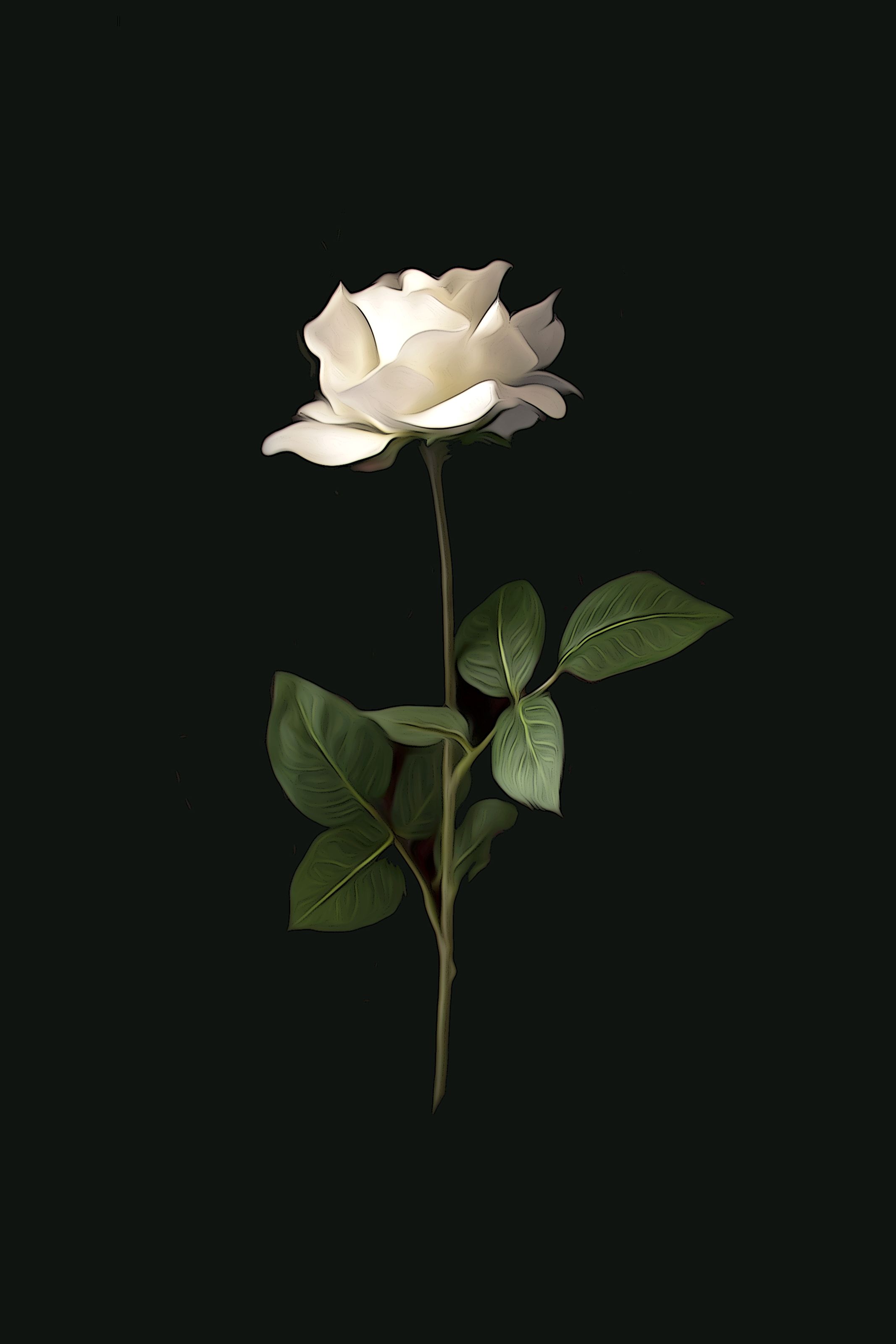Beautiful White Rose With Black Background , HD Wallpaper & Backgrounds