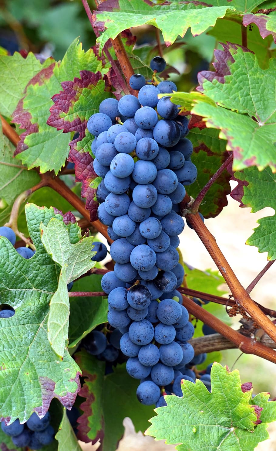 Grapes, Vines, Grapevine, Leaf, Plant Part, Healthy - Grapes Vines , HD Wallpaper & Backgrounds