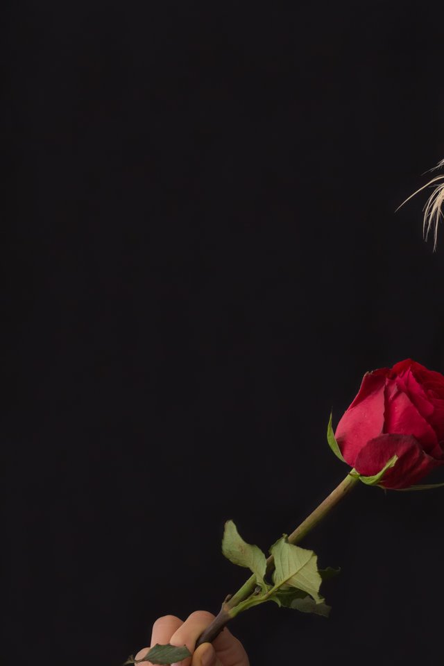 Woman With Red Rose - Black Background Photoshoot Hair , HD Wallpaper & Backgrounds