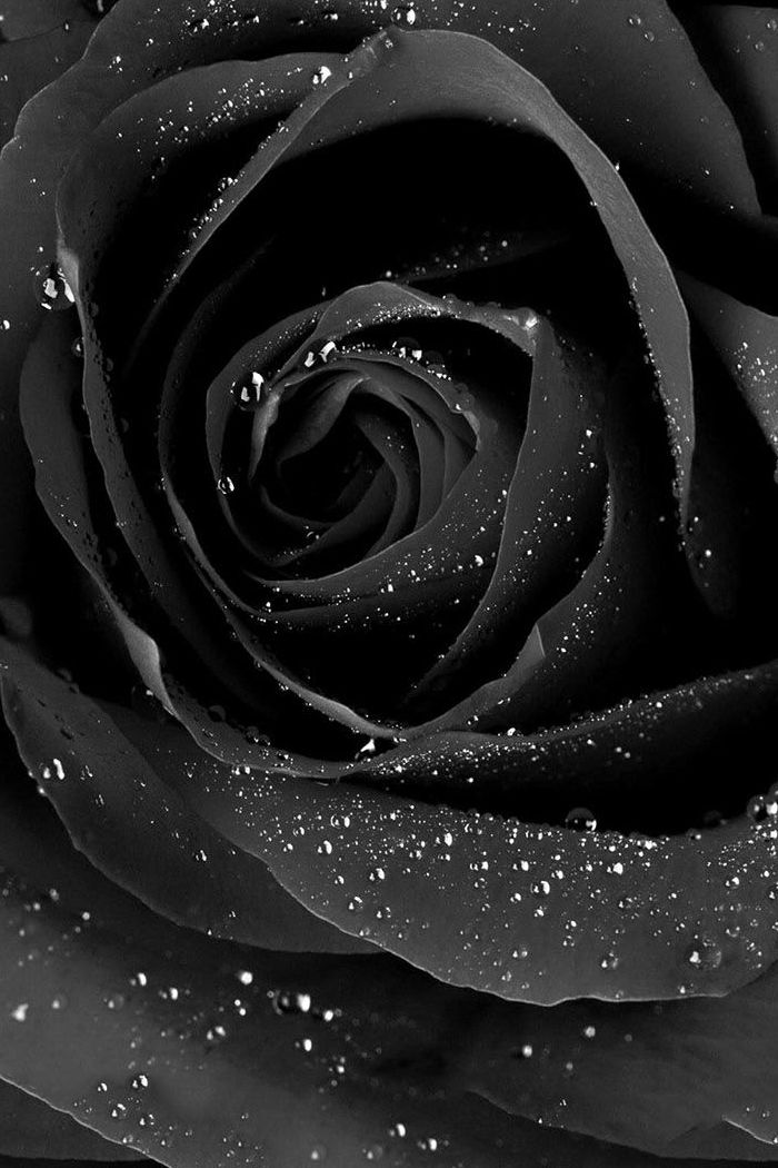 Black Rose Hd Wallpaper For Mobile - Black Rose Wallpaper Hd For Mobile , HD Wallpaper & Backgrounds