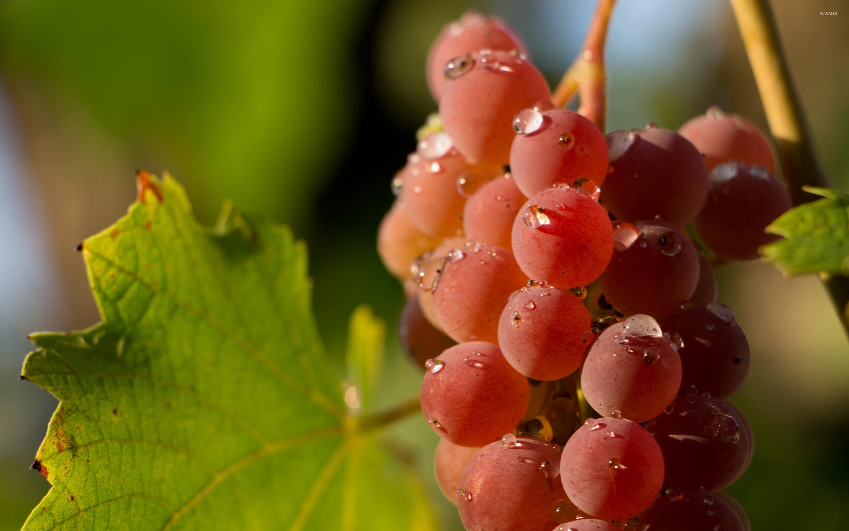 Grape With Water Drops , HD Wallpaper & Backgrounds