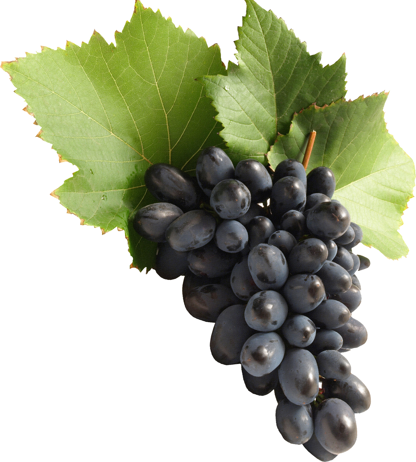 Grape Png Image Download, Free Picture Png Download - Grape Png , HD Wallpaper & Backgrounds