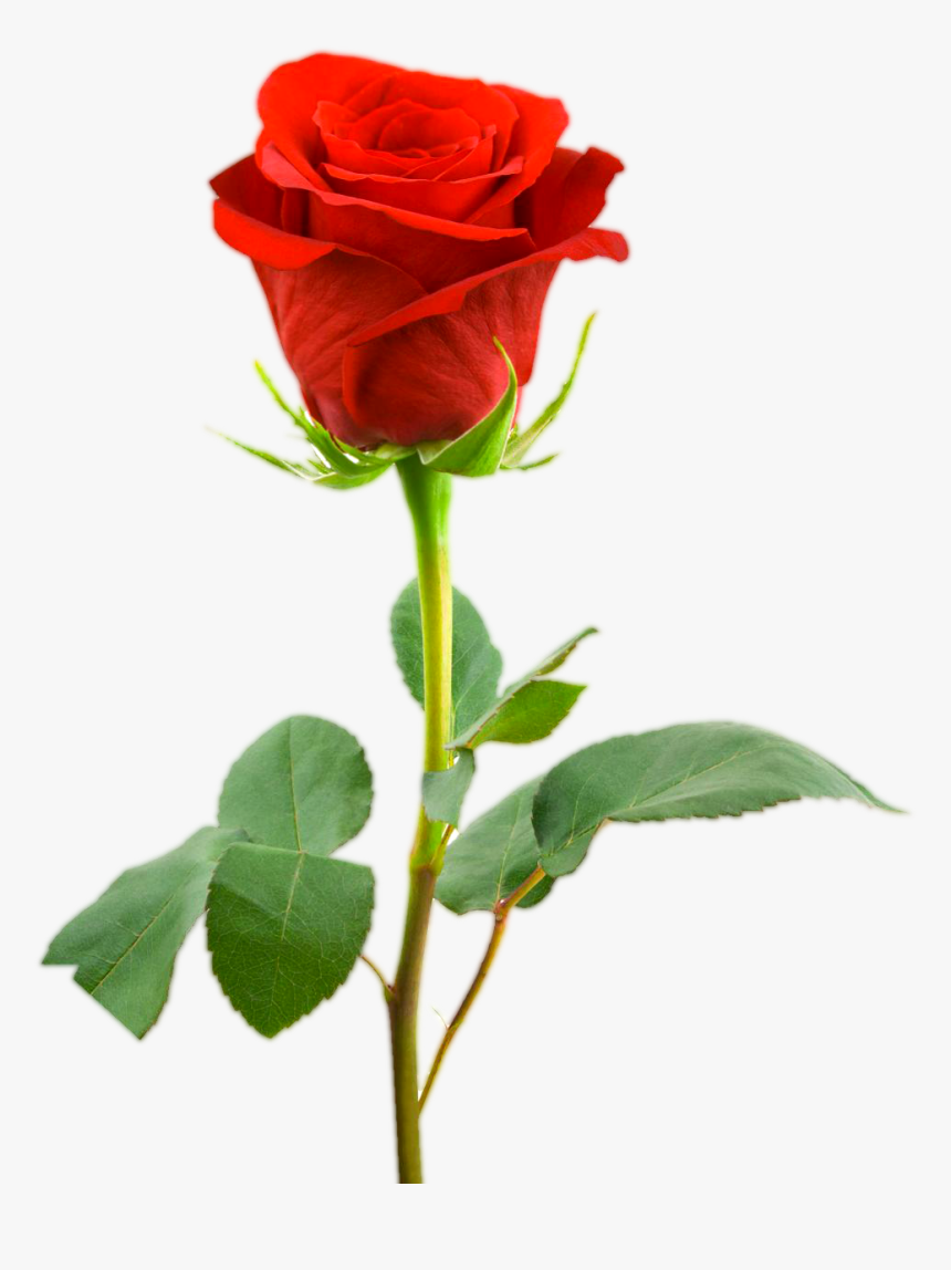 Love Red Rose Png Images - Single Rose , HD Wallpaper & Backgrounds