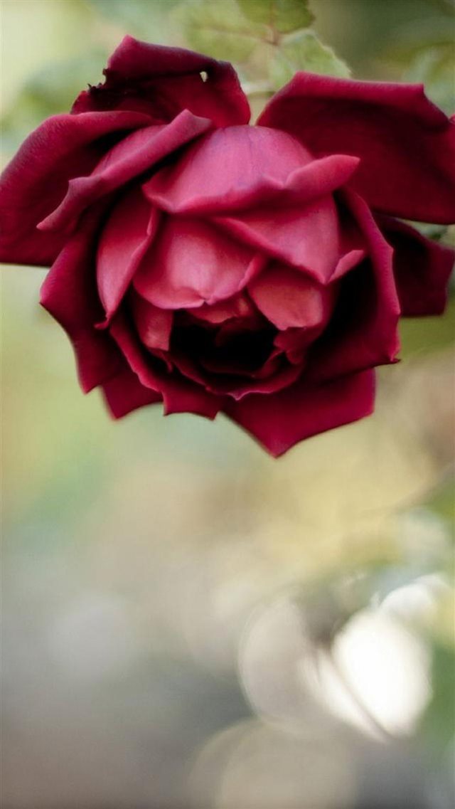 Beautiful Rose Flower Macro Iphone 8 Wallpaper , HD Wallpaper & Backgrounds