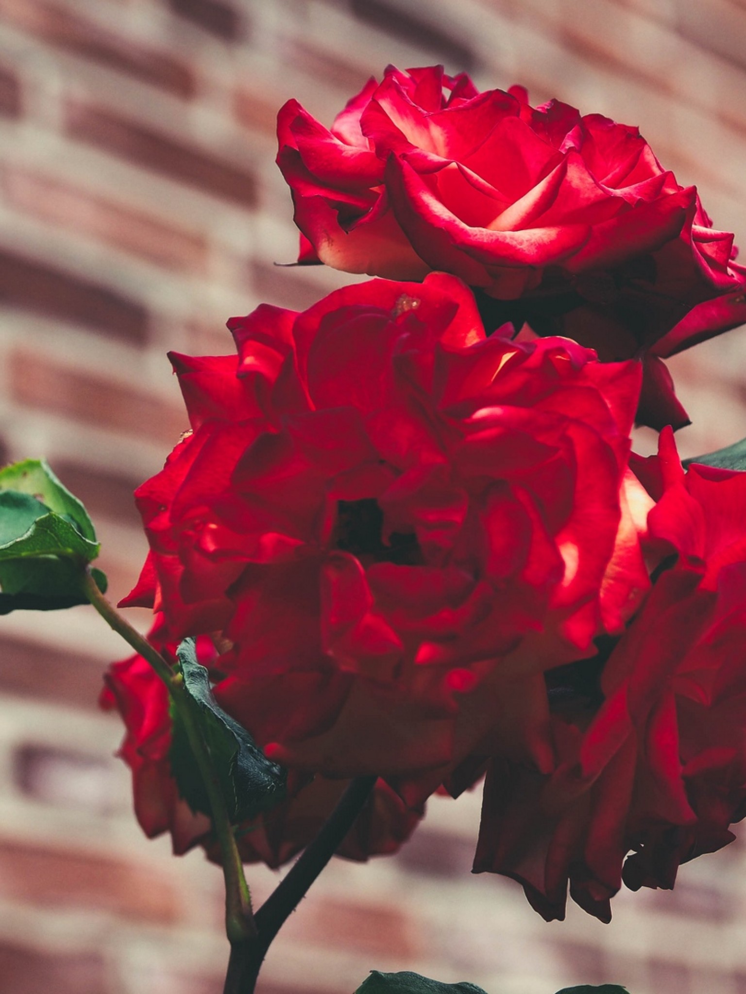 Red Rose On Bricks , HD Wallpaper & Backgrounds