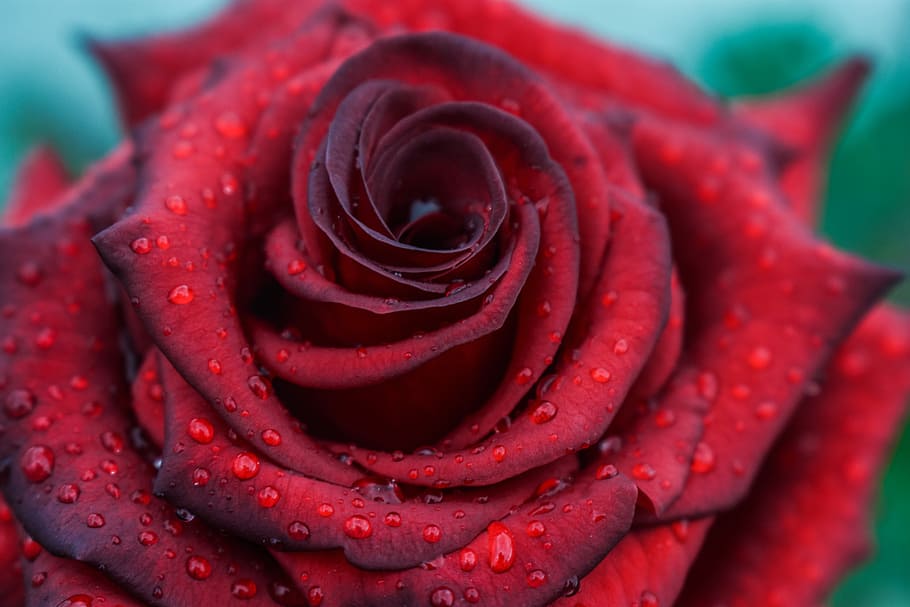 Rosa, Beautiful Rose, Flower, Nature, Garden, Beauty, - Beautiful Rosa , HD Wallpaper & Backgrounds