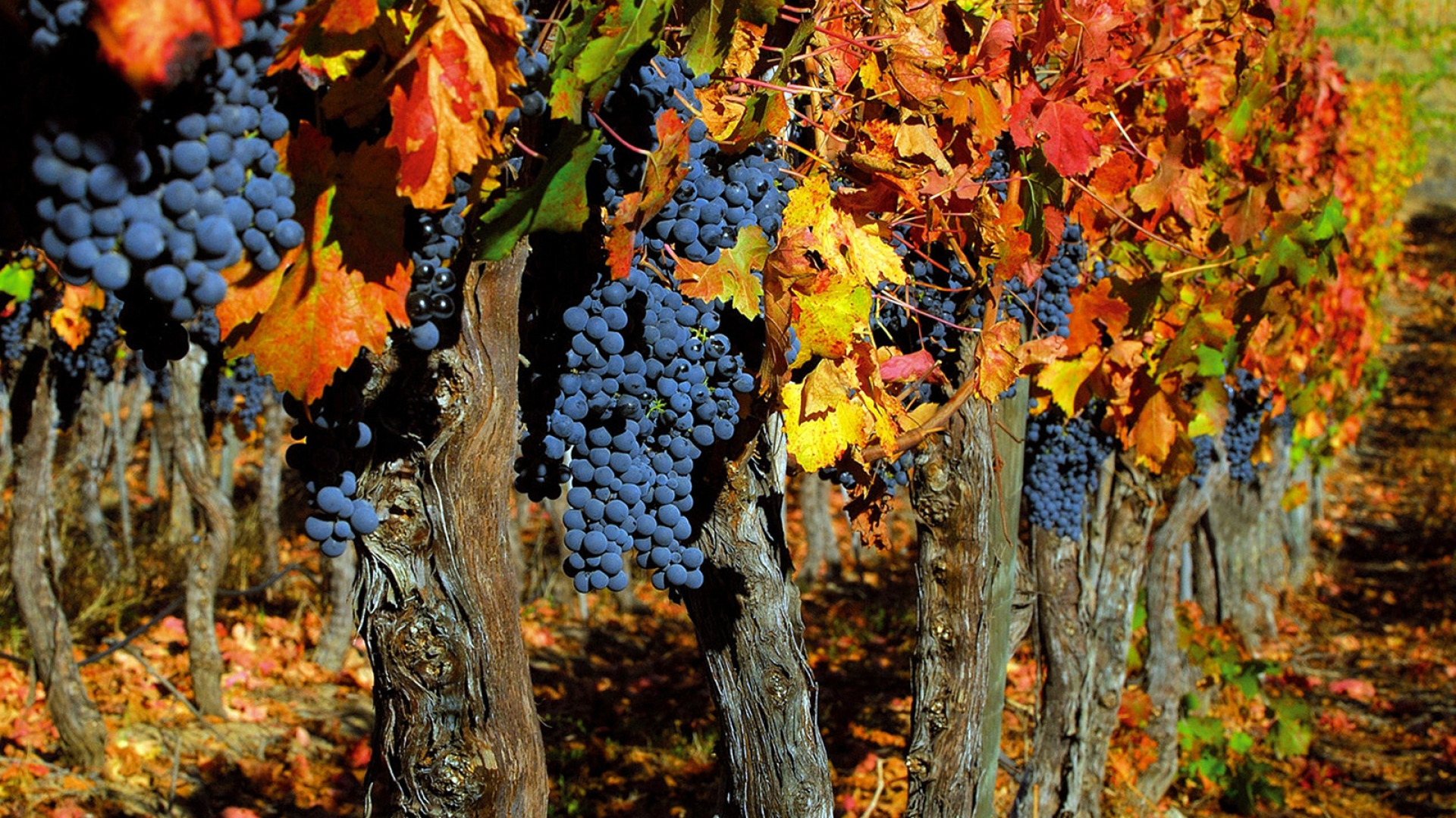 Background Trees Fruits Grapes , HD Wallpaper & Backgrounds