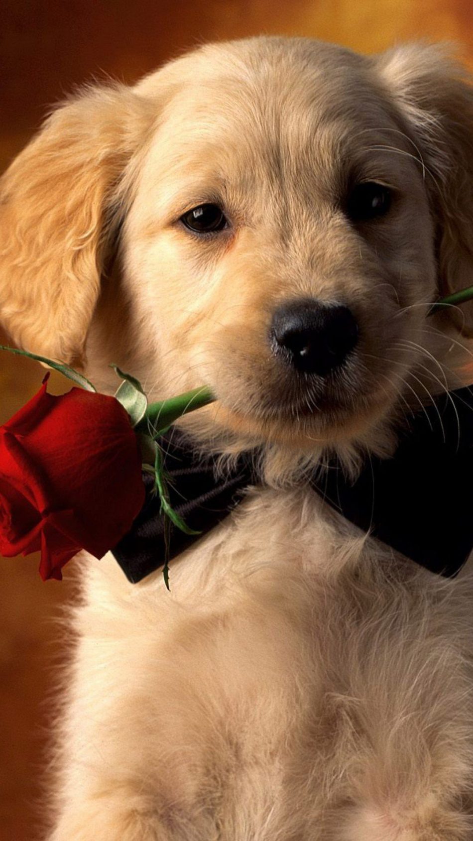 Valentine Dog With Red Rose Hd Mobile Wallpaper - 4k Dog Wallpaper For Mobile , HD Wallpaper & Backgrounds