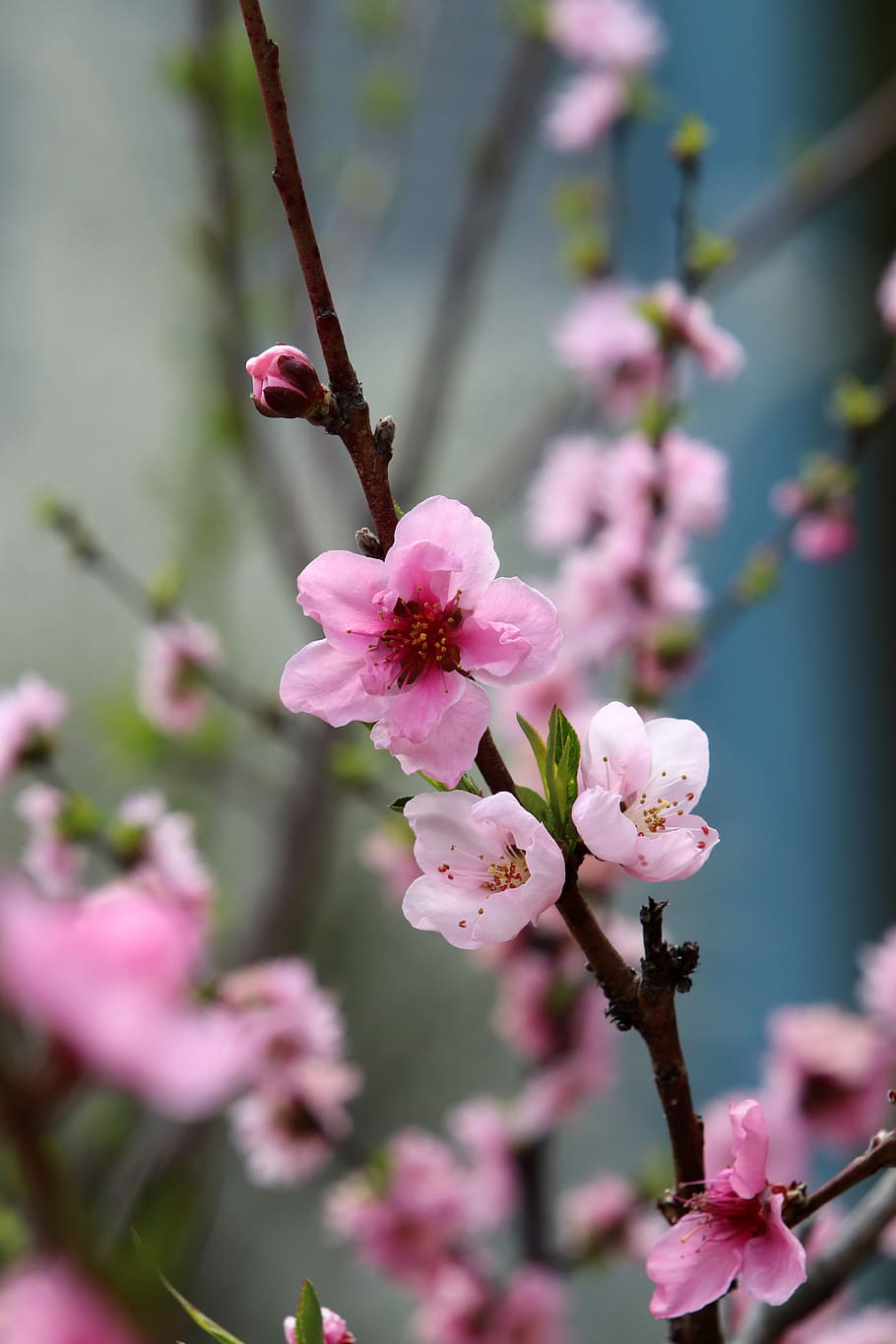 Spring, Spring Flowers, Peach Blossom, Copy Flower, - Peach Blossom , HD Wallpaper & Backgrounds