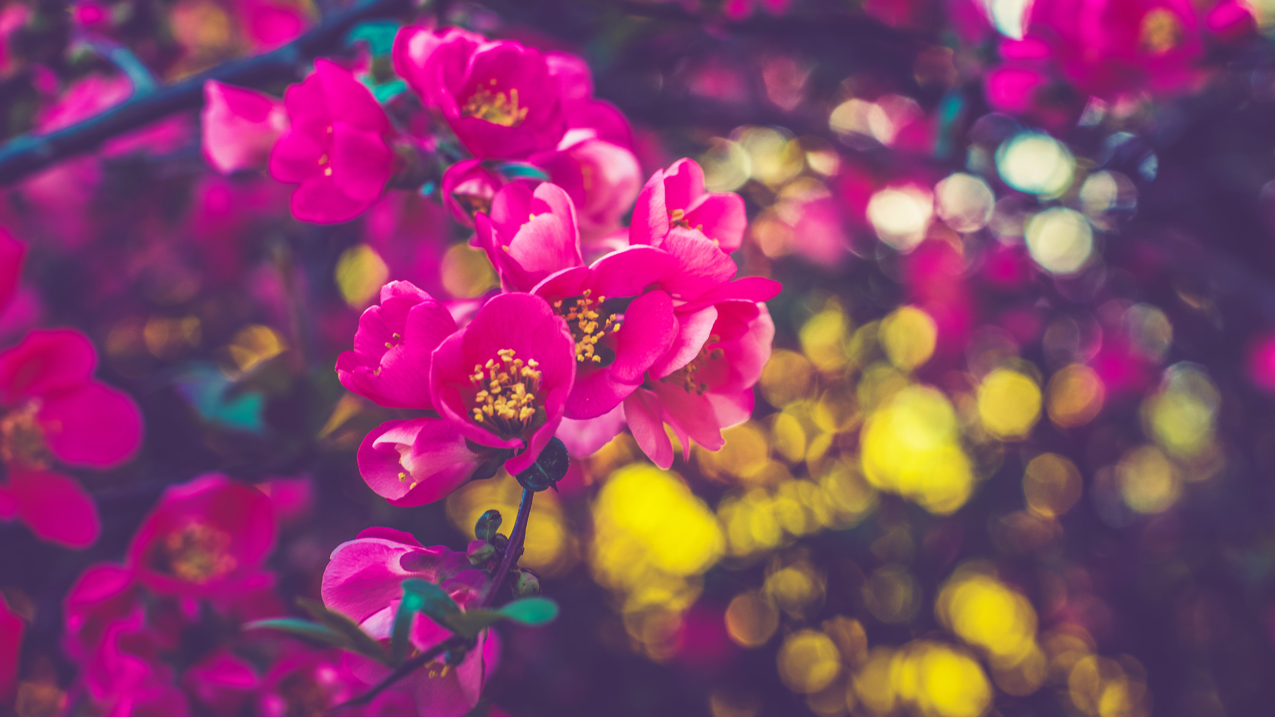 1440p Spring , HD Wallpaper & Backgrounds