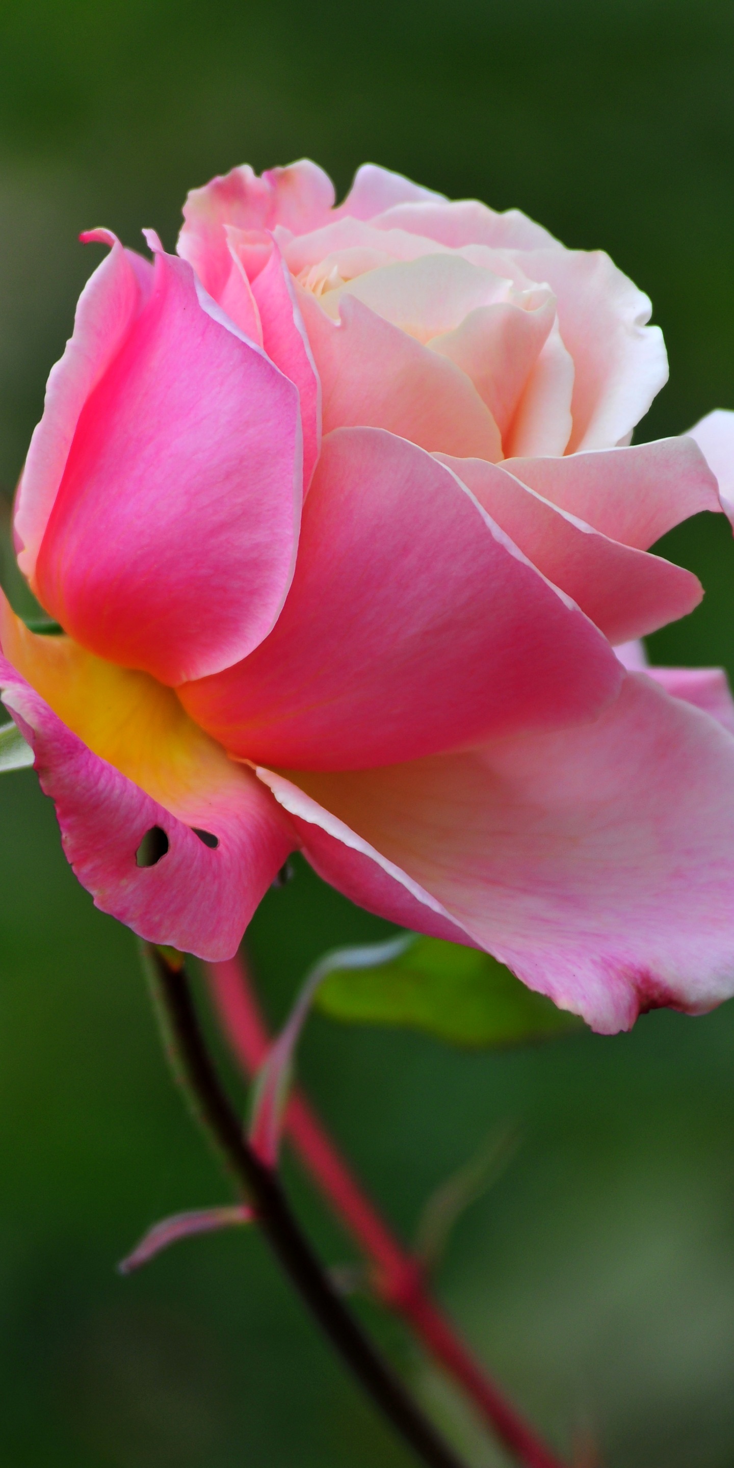 Mobile Phone Wallpapers Download - Garden Roses , HD Wallpaper & Backgrounds