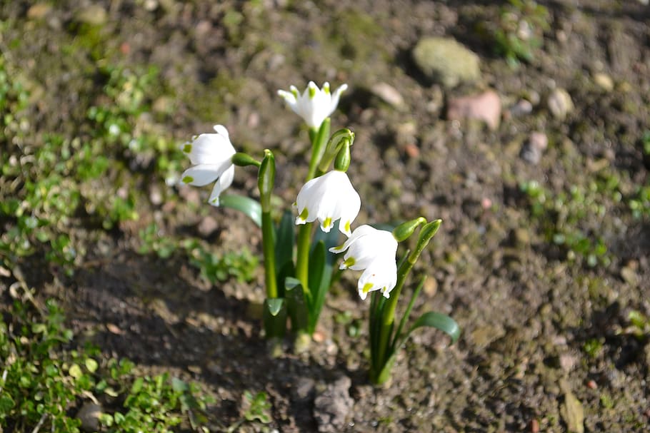 Spring Snowflake, Spring Flowers, Plant, Amaryllidaceae, - Summer Snowflake , HD Wallpaper & Backgrounds