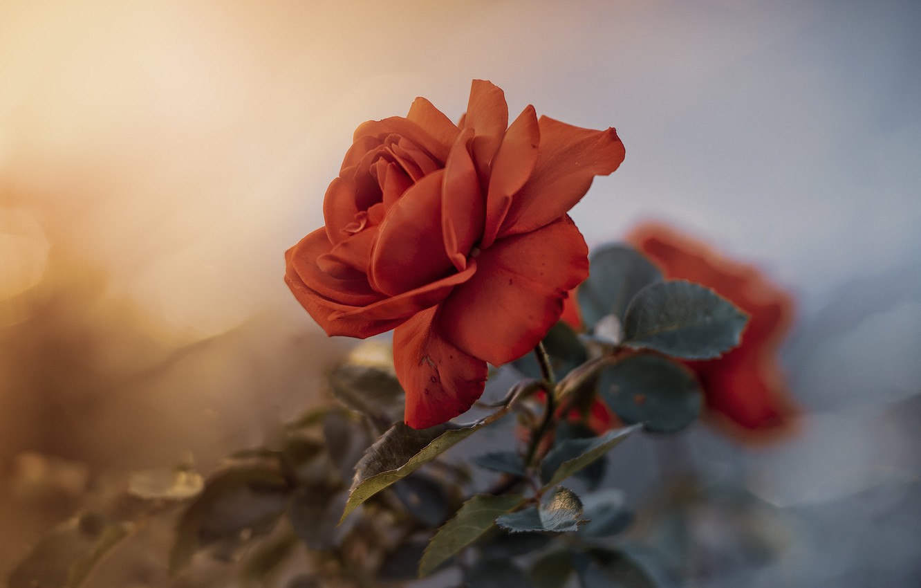 Photo Wallpaper Flower, Nature, Rose - Garden Roses , HD Wallpaper & Backgrounds