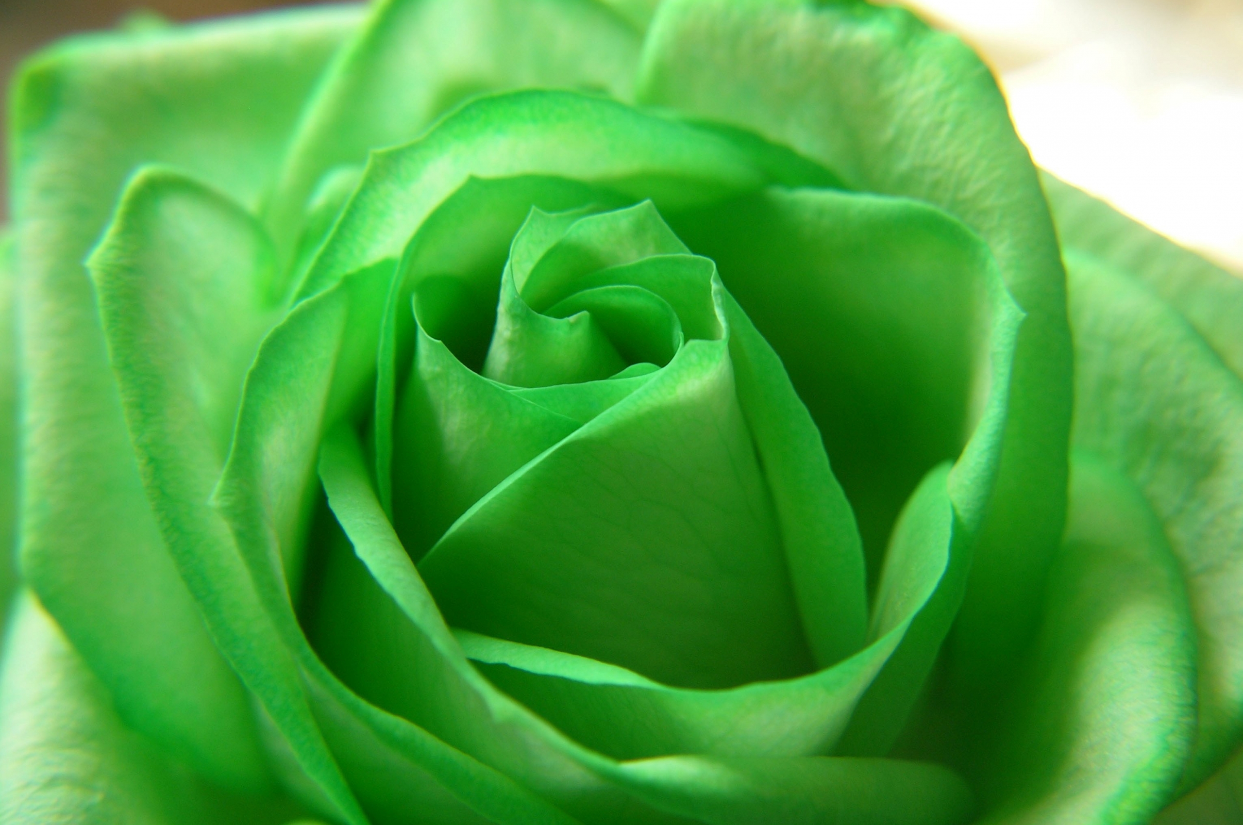 Rose Green Flower Beautiful Nature Wallpapers Rose - Rose Full Hd Wallpapers Flower For Desktop , HD Wallpaper & Backgrounds