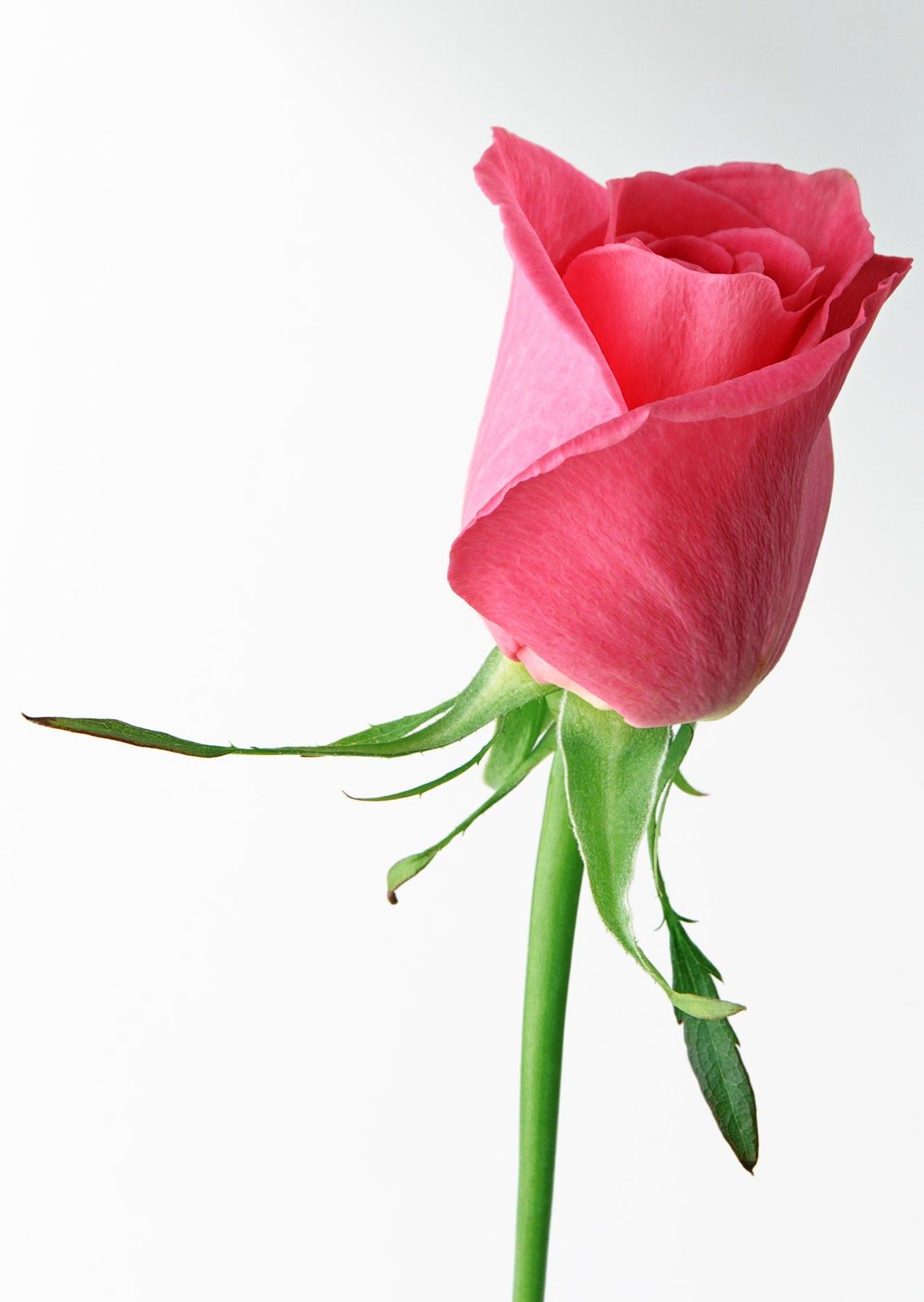 Single Pink Rose Flower , HD Wallpaper & Backgrounds