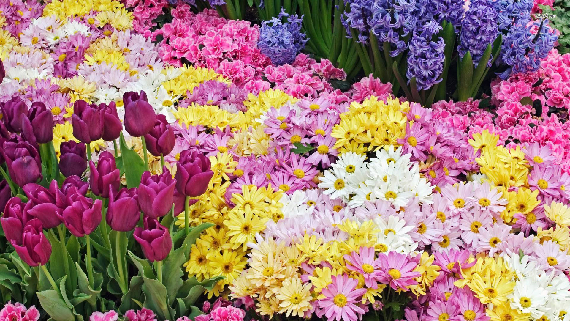 Spring Flowers Wallpaper - Spring Flowers Wallpaper For Desktop , HD Wallpaper & Backgrounds