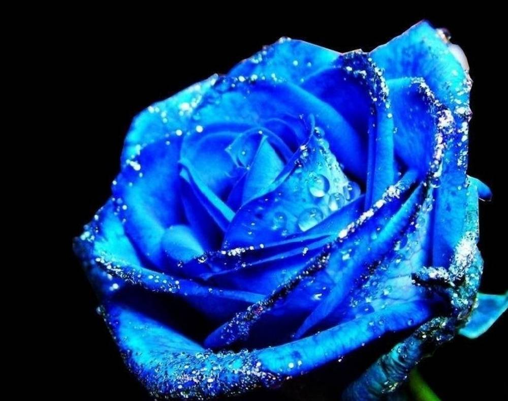 Cute Blue Rose Fresh Flower Hd - Rose Blue Black Background , HD Wallpaper & Backgrounds