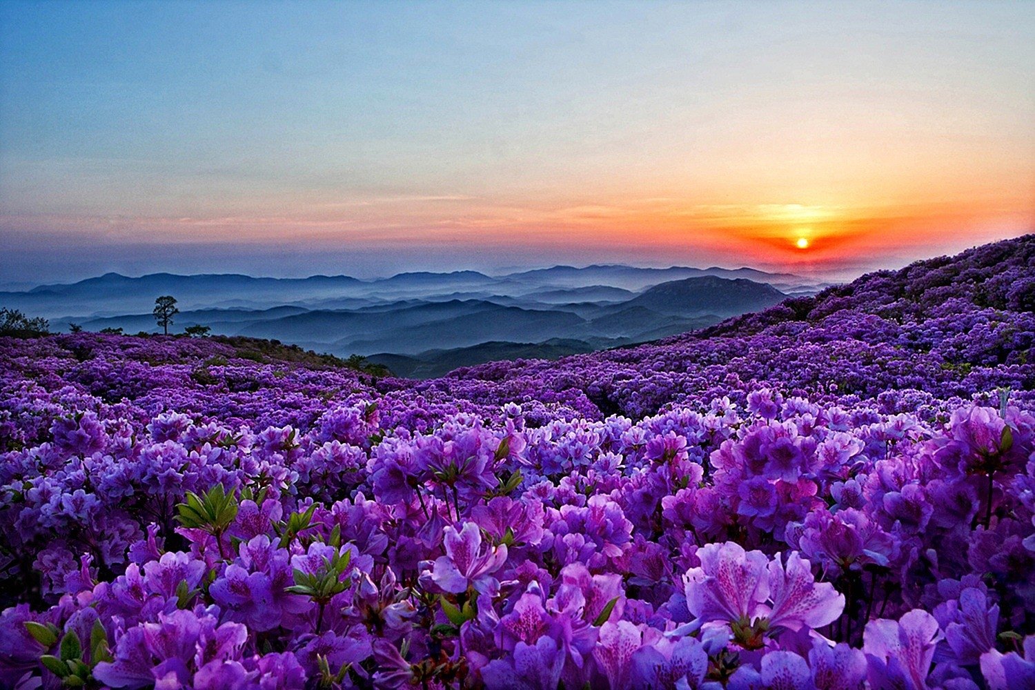 Mountains With Purple Sunset Flowers , HD Wallpaper & Backgrounds