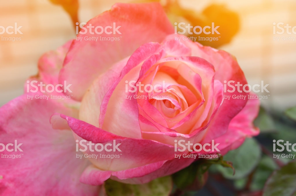 Beautiful Pink Rose In The Garden, Nature Wallpaper - Stock Photography , HD Wallpaper & Backgrounds