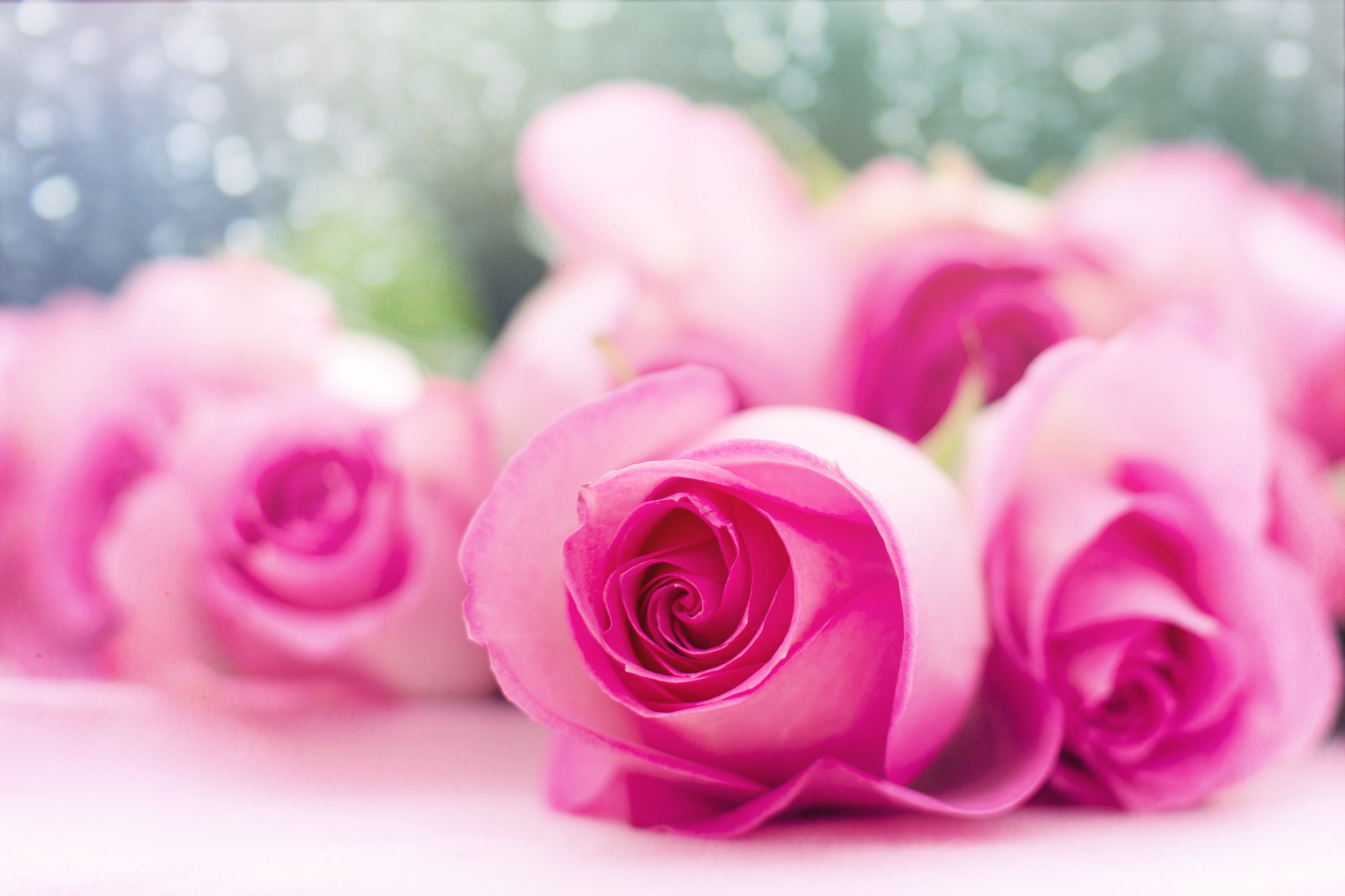 Pink Roses , HD Wallpaper & Backgrounds