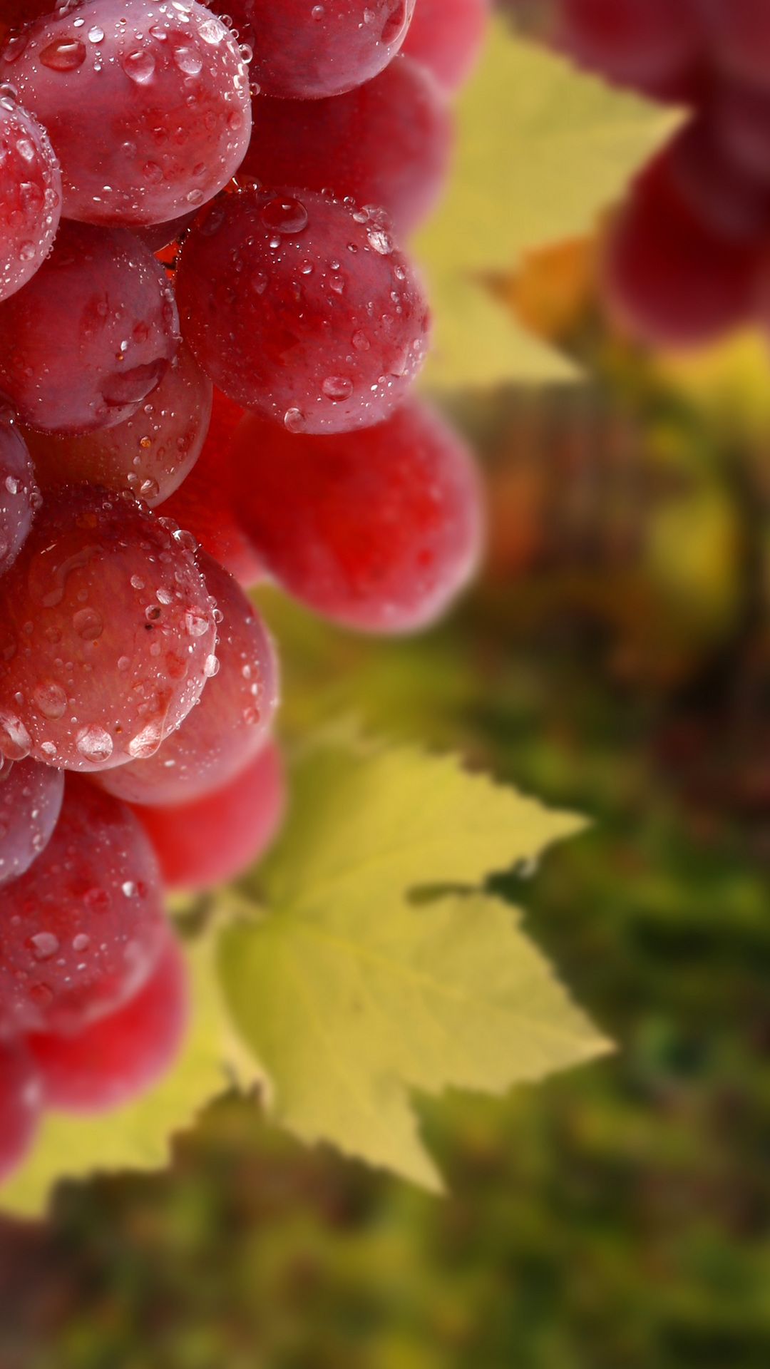 Red Grapes , HD Wallpaper & Backgrounds
