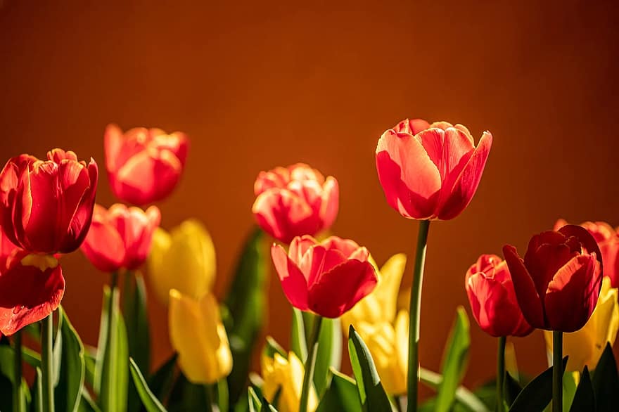 Tulips, Flowers, Garden, Orange, Dead, Yellow, Wallpaper, - Flowers , HD Wallpaper & Backgrounds
