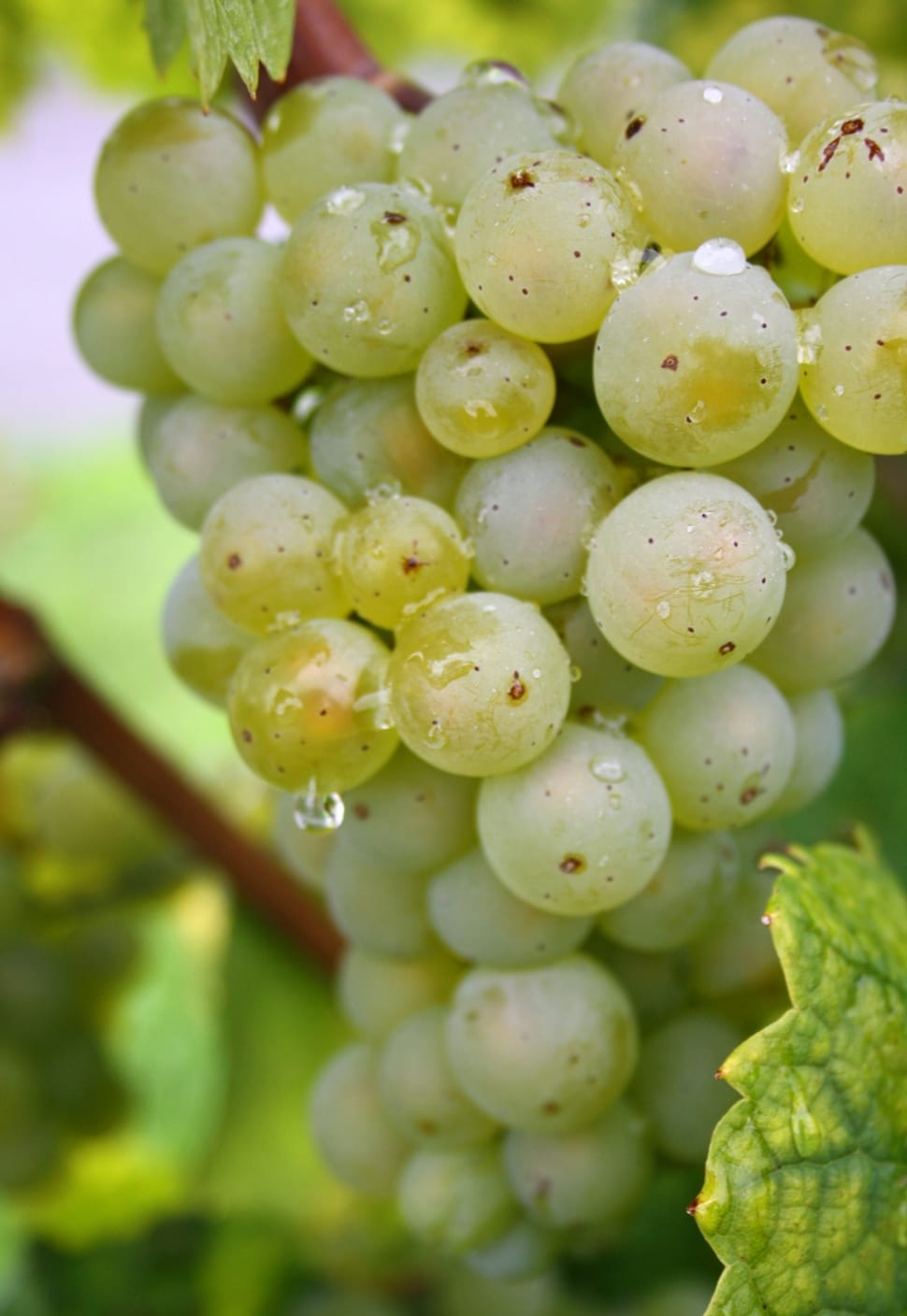 Green Grapes Preview - Grape (#3031846) - HD Wallpaper & Backgrounds
