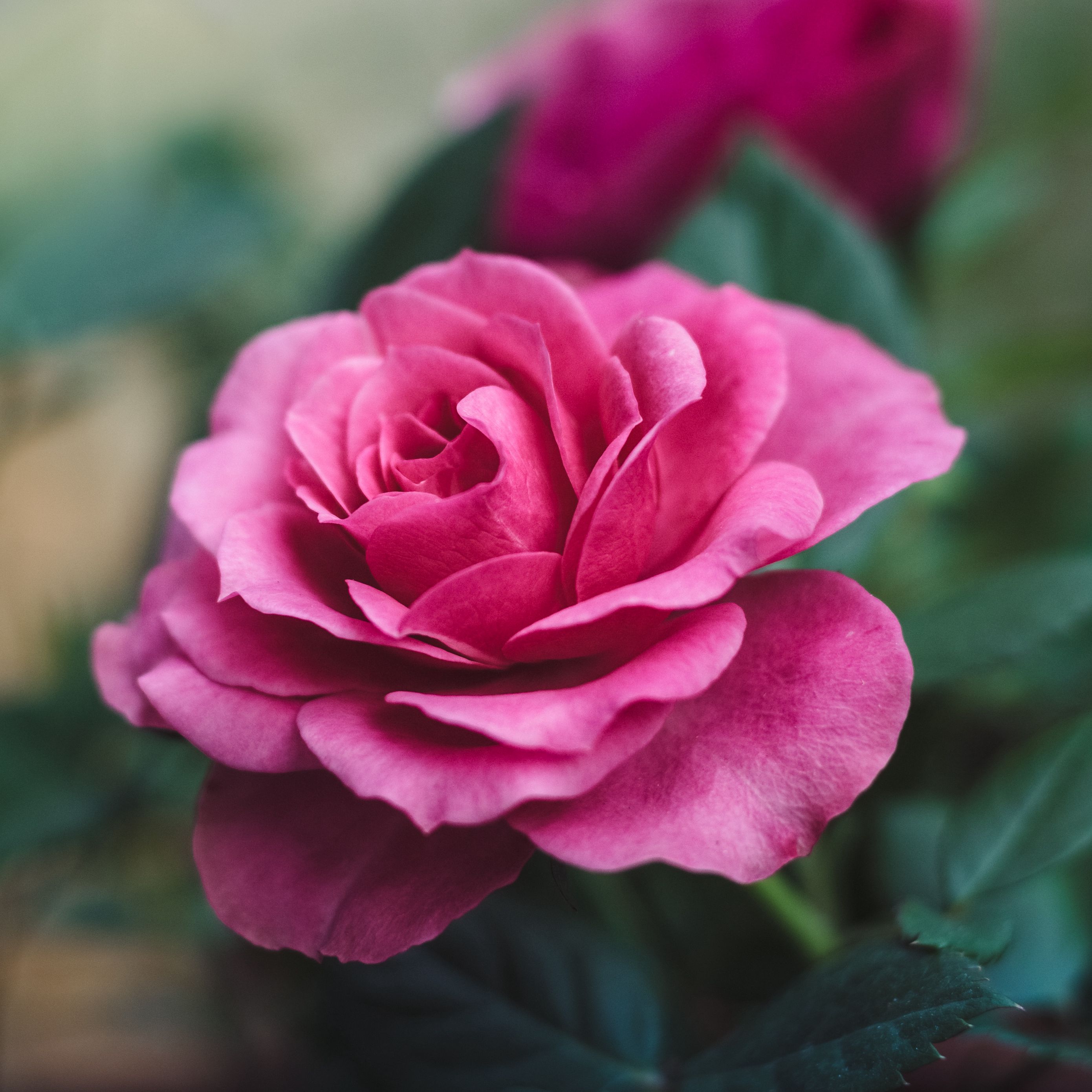 Wallpaper Rose, Bud, Pink, Bloom, Flower, Garden - Cantik Wallpaper Bunga Mawar , HD Wallpaper & Backgrounds