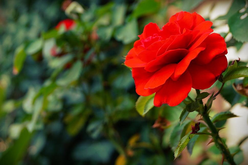 Red Rose, Rose, Flowers, Leaves, Nature Wallpaper,red - Rose Nature Wallpaper Love , HD Wallpaper & Backgrounds