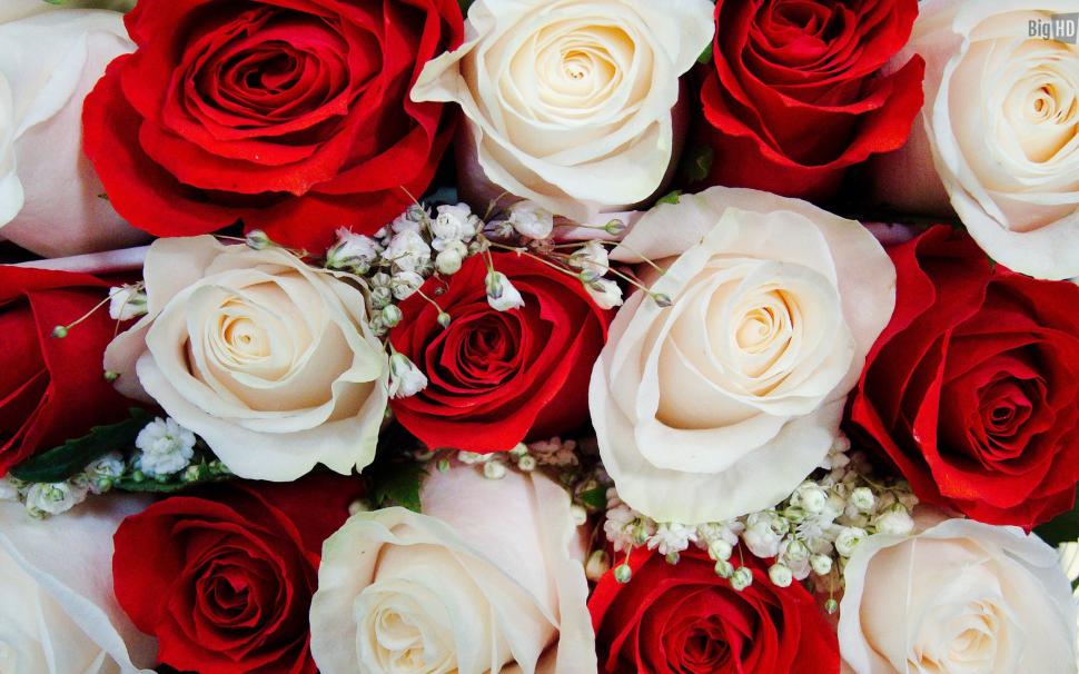 Beautiful White And Red Roses Wallpaper,beautiful Hd - Beautiful White And Red Rose Flowers , HD Wallpaper & Backgrounds