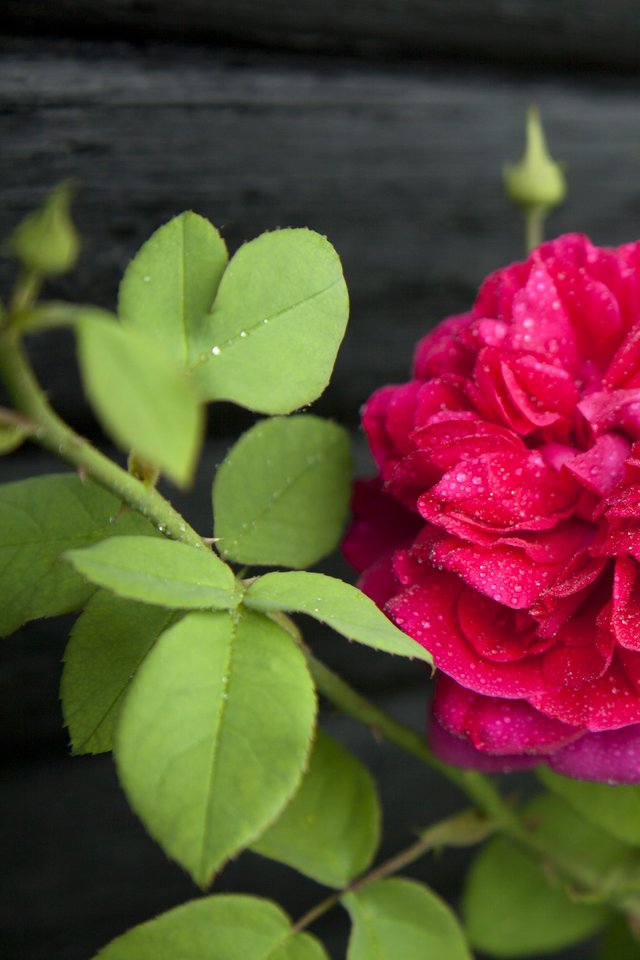 Rose, Pink, Flower, Garden Plant, Natural - Rosa × Centifolia , HD Wallpaper & Backgrounds