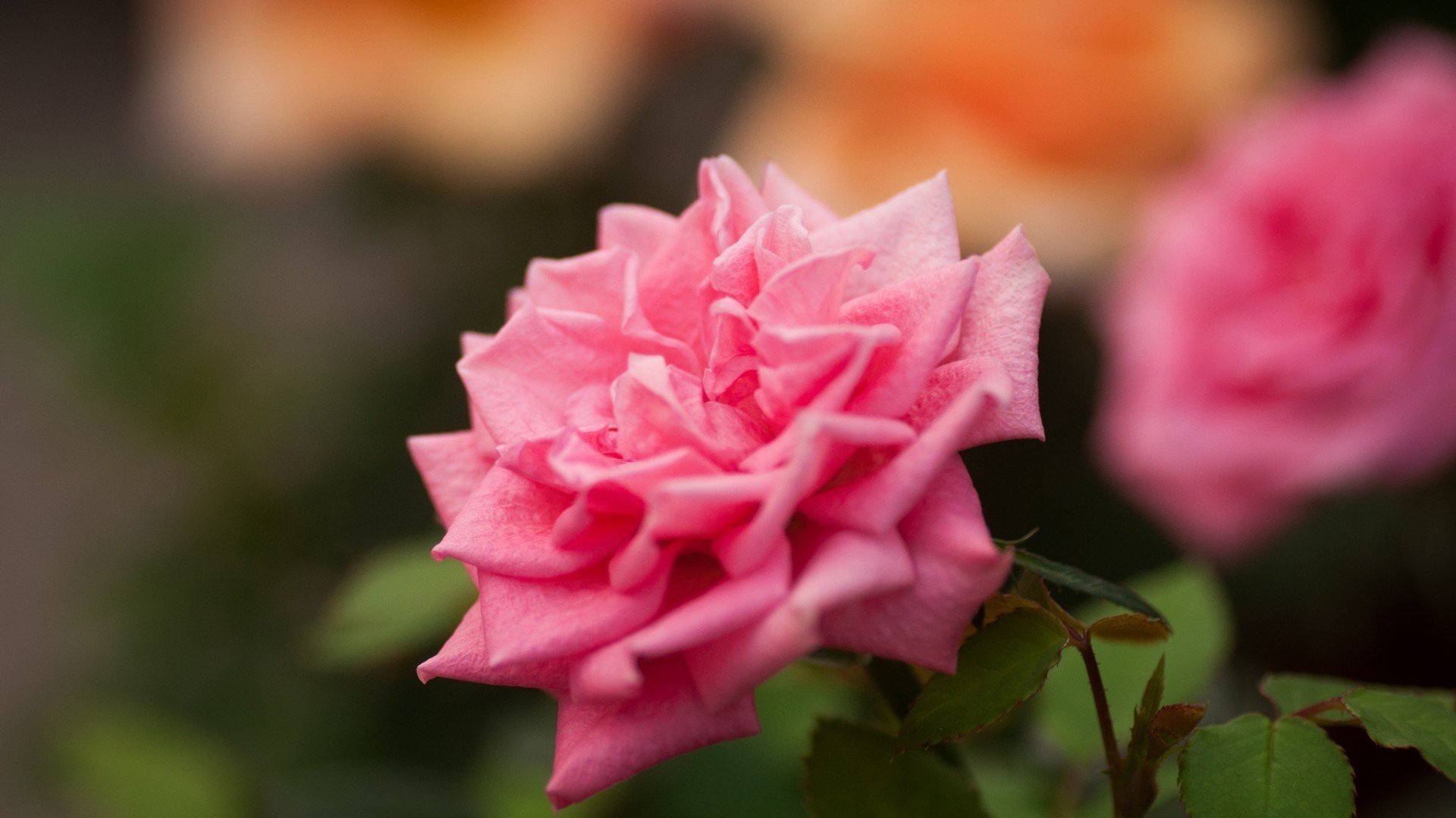 Rose Pink Roses Flowers Nature Wallpaper Jpg 223 Kb - Pink Rose Flower , HD Wallpaper & Backgrounds