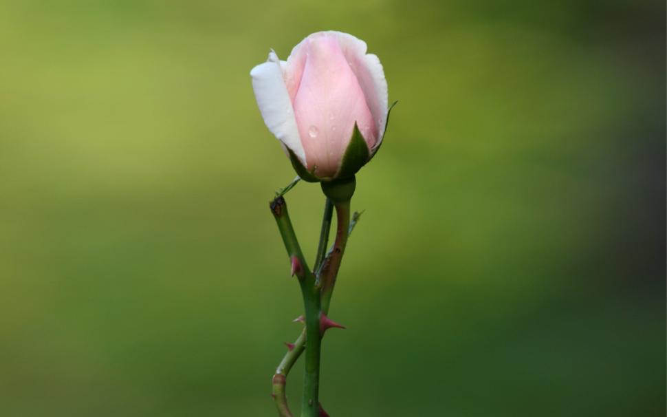 Nature, Flowers, Rose, Photography, Macro Wallpaper,nature - Pink Rose Rose With Blurred Background , HD Wallpaper & Backgrounds