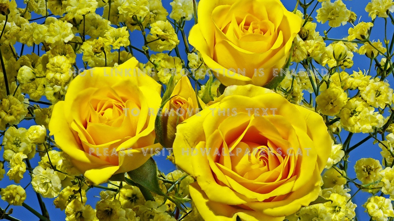 Beauty Of Yellow Roses Flora Bouquet Nature - Rosas Amarillo Flores Amarillas Fondo De Pantalla , HD Wallpaper & Backgrounds