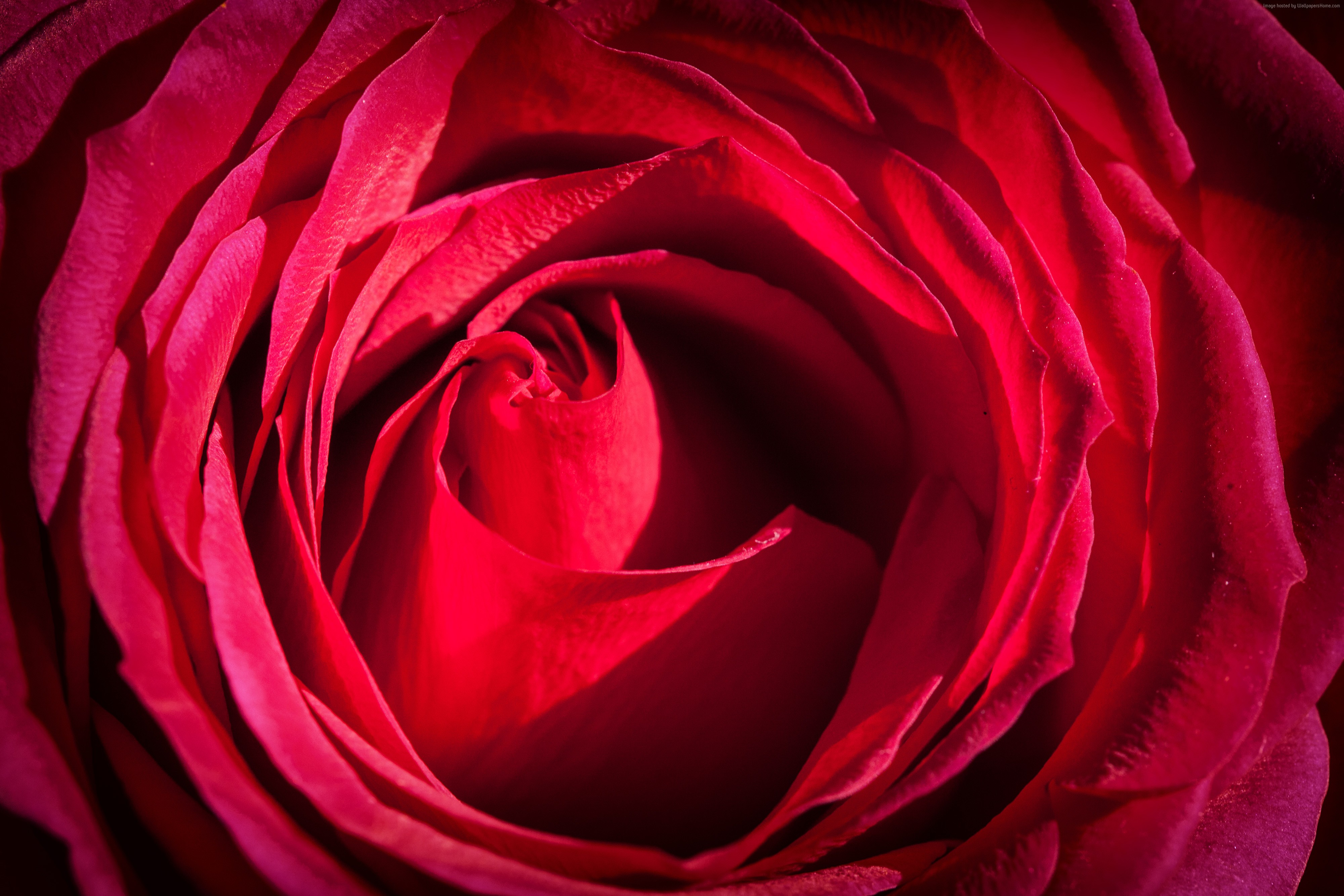 #4k, #5k Wallpaper, #rose, #red, #macro, #flowers , HD Wallpaper & Backgrounds