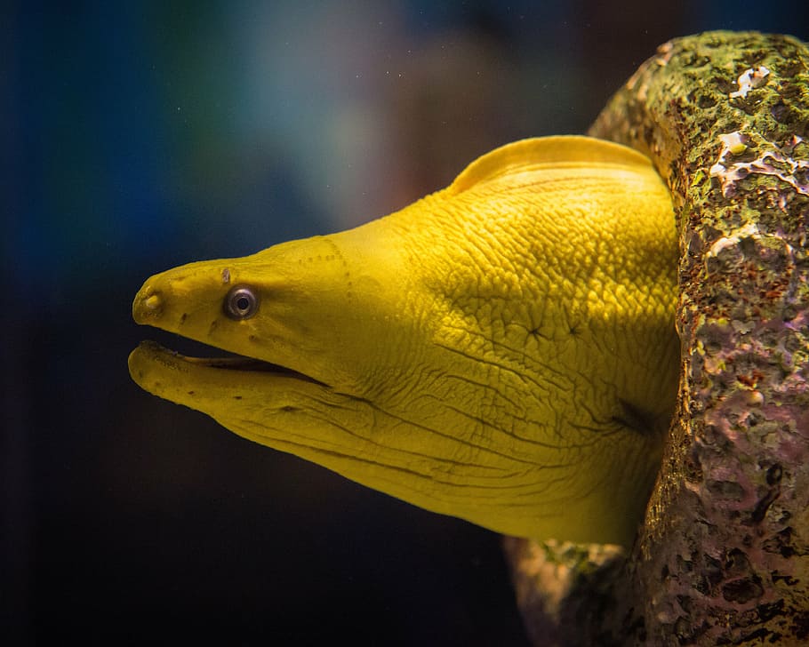 Closeup Photo Of Yellow Electric Eel, Aquarium, Fish, Moray Eel