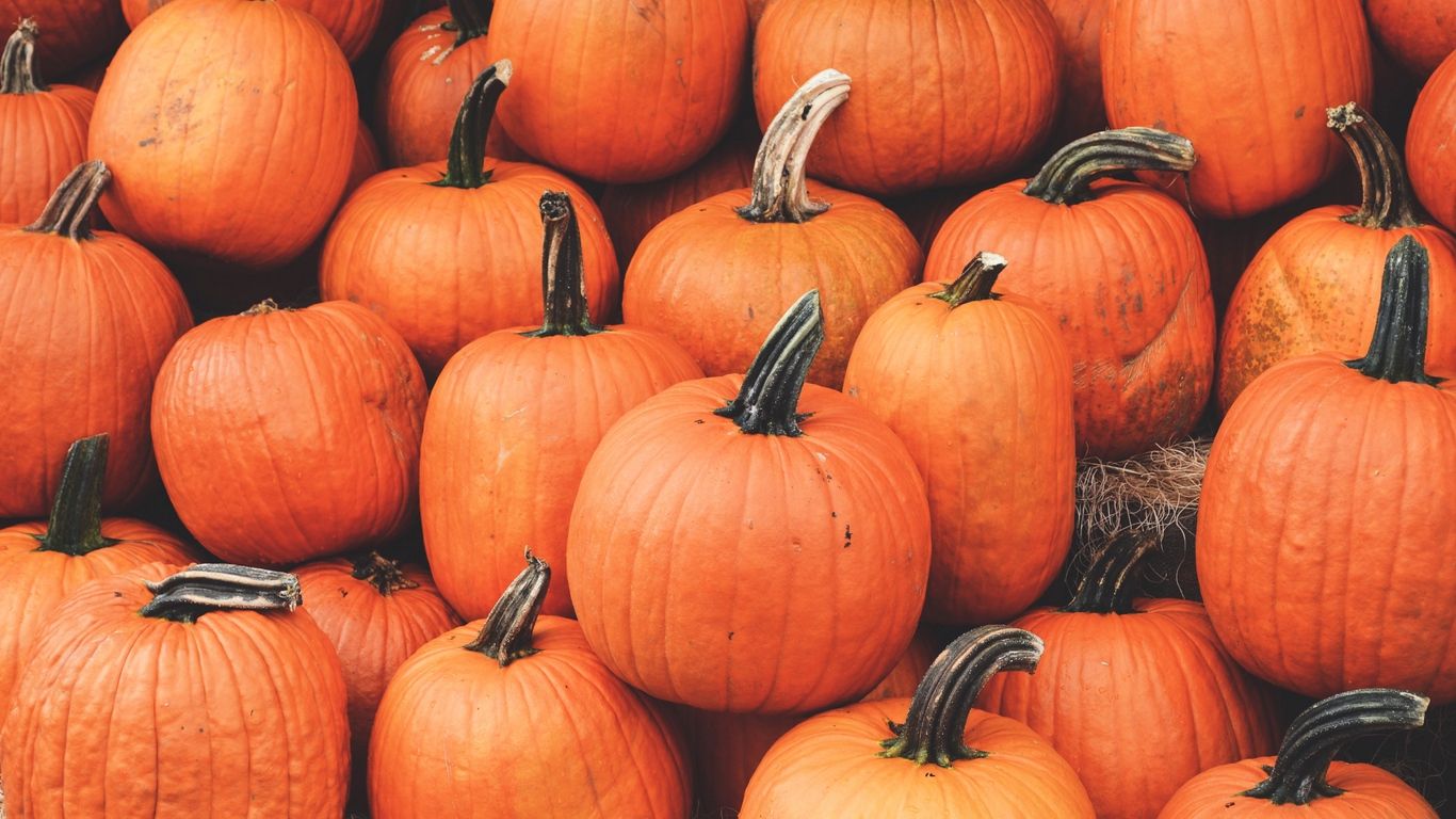 Download Wallpaper Pumpkin, Harvest, Autumn, Ripe 
 - Fall Laptop Backgrounds , HD Wallpaper & Backgrounds