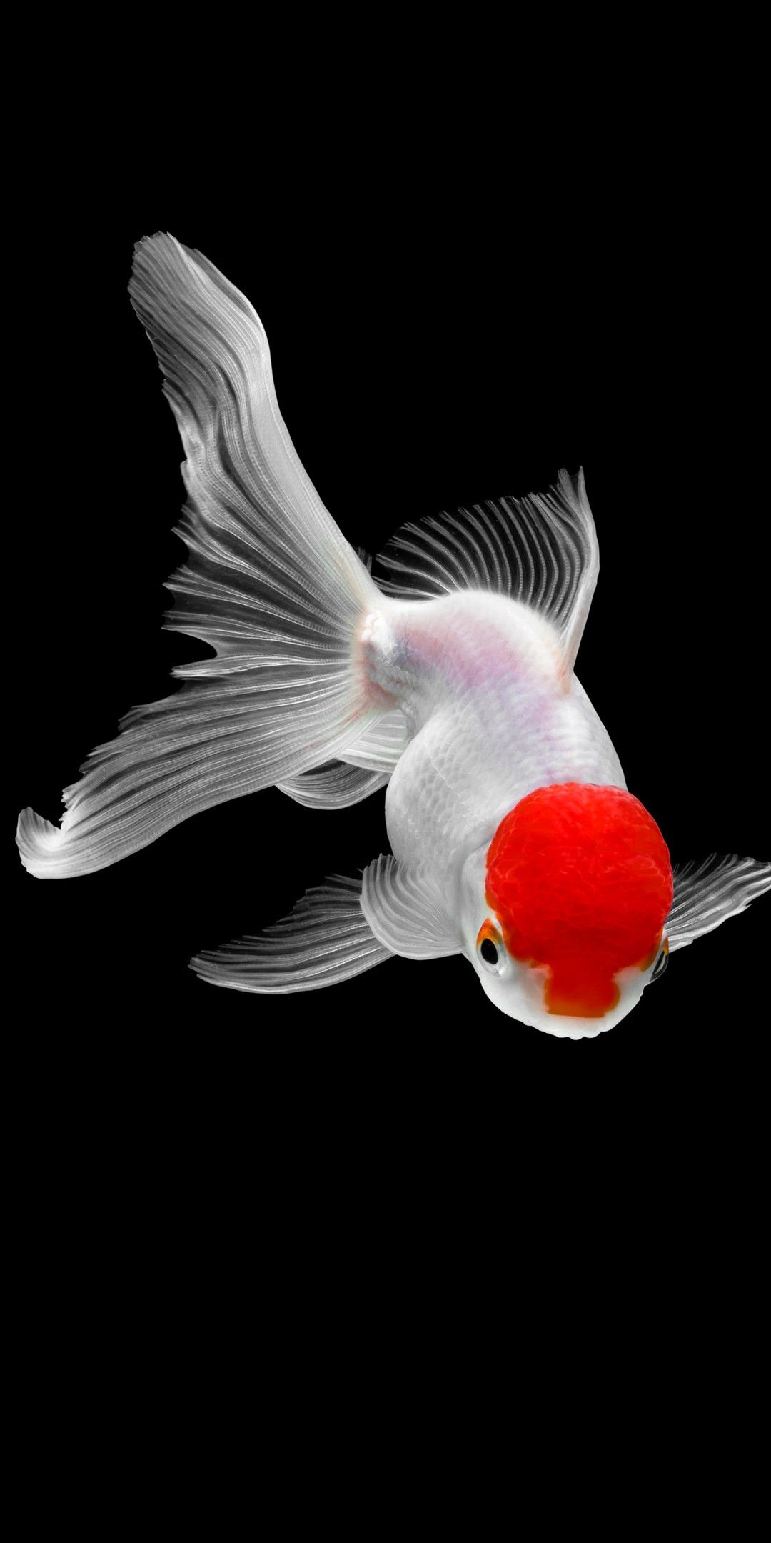 Fish Wallpaper Hd For Mobile , HD Wallpaper & Backgrounds