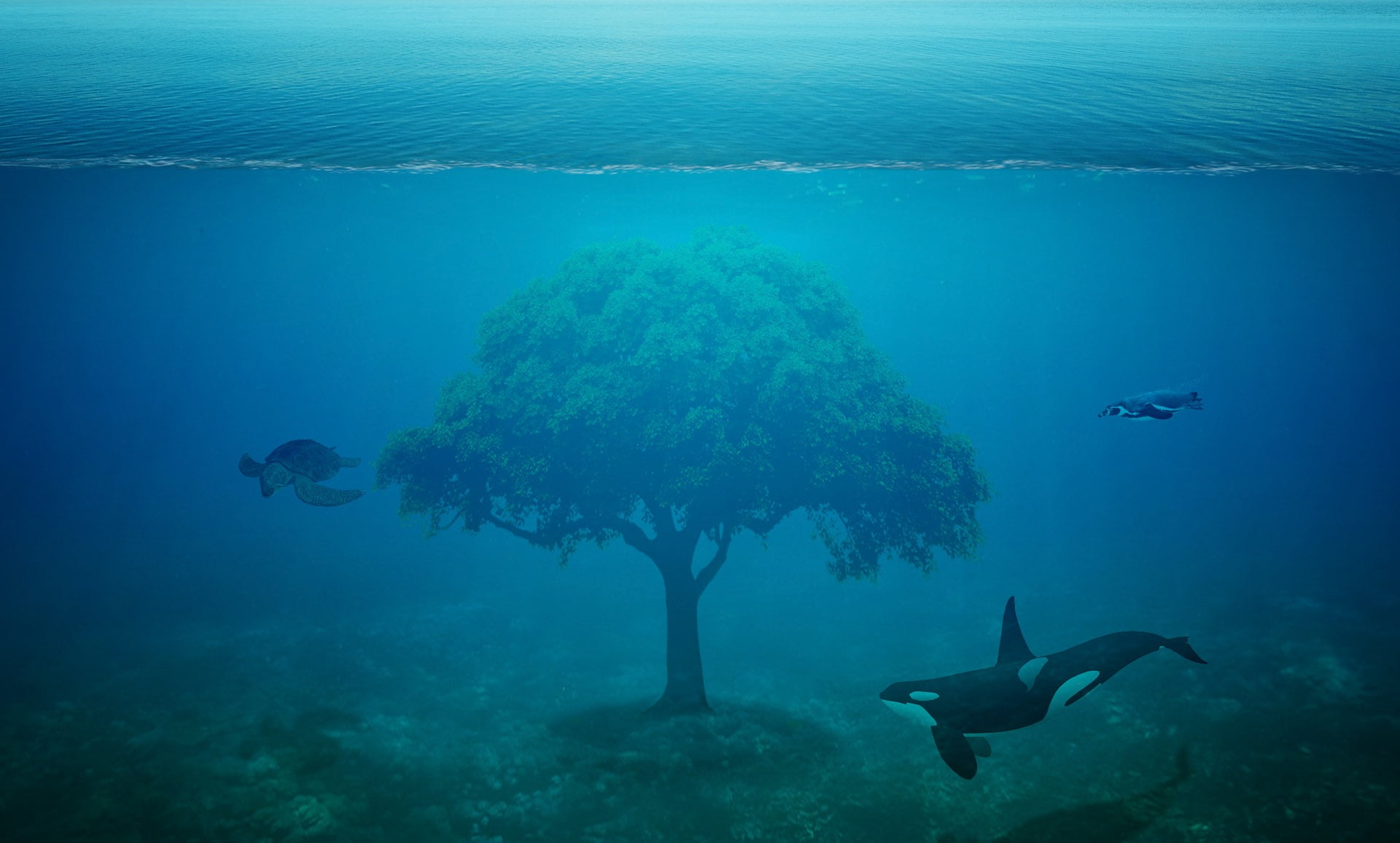 Ocean Tree , HD Wallpaper & Backgrounds